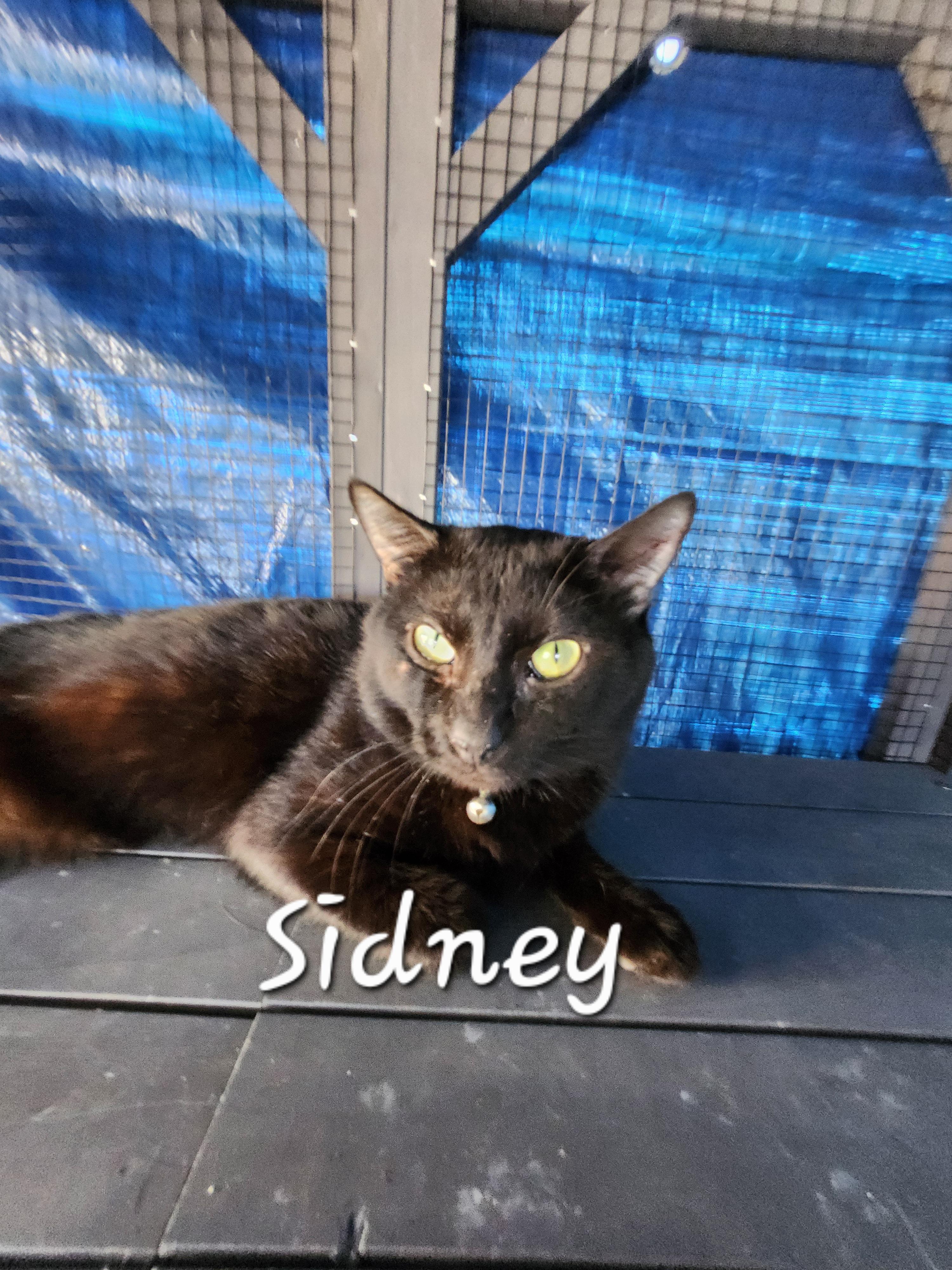 Enlarge Sidney, a ADOPTABLE Domestic Short Hair in Redondo Beach, CA image 1/1