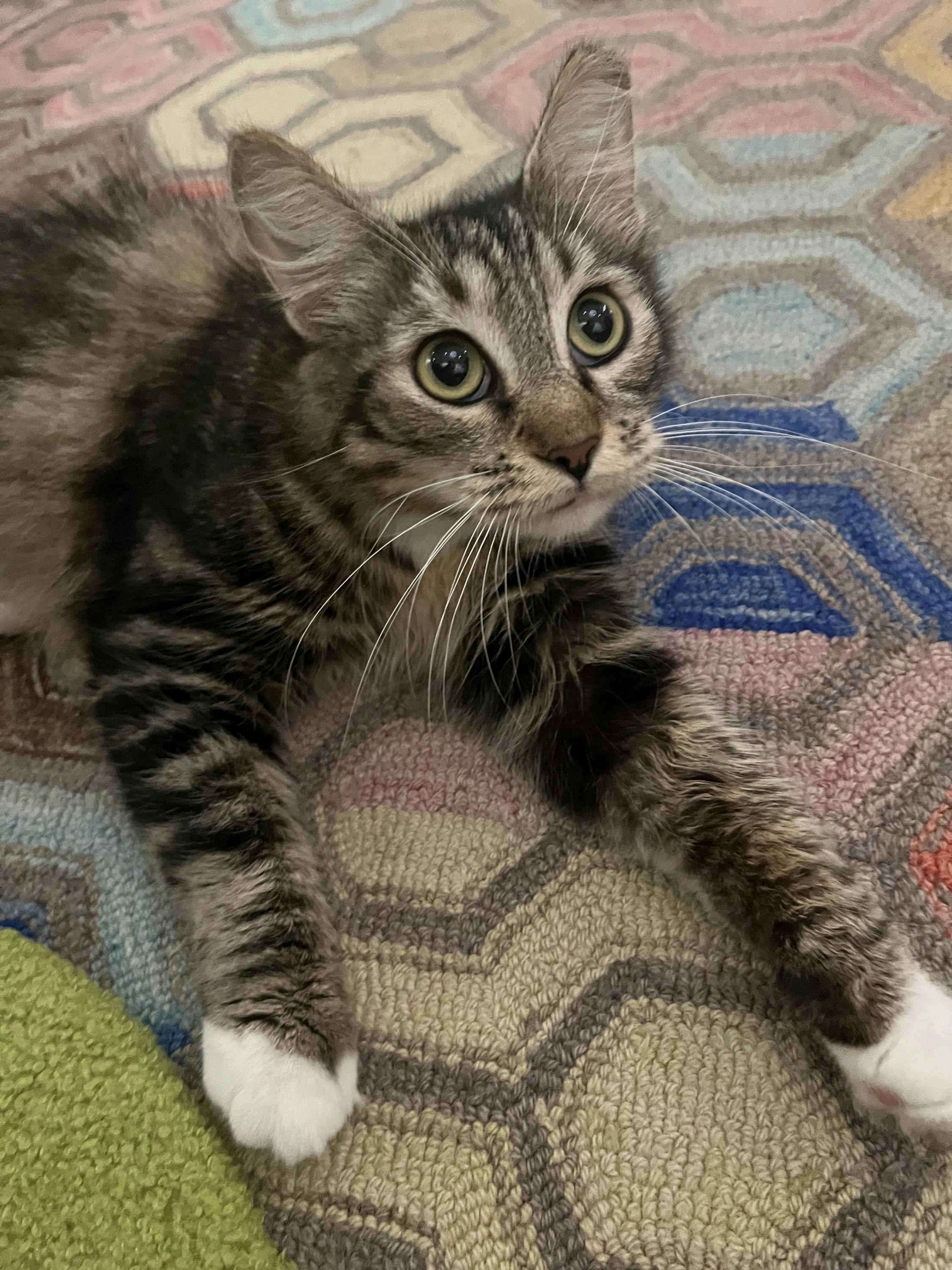 Enlarge Asia, an adopted mixed breed in Houston, TX image 1/5