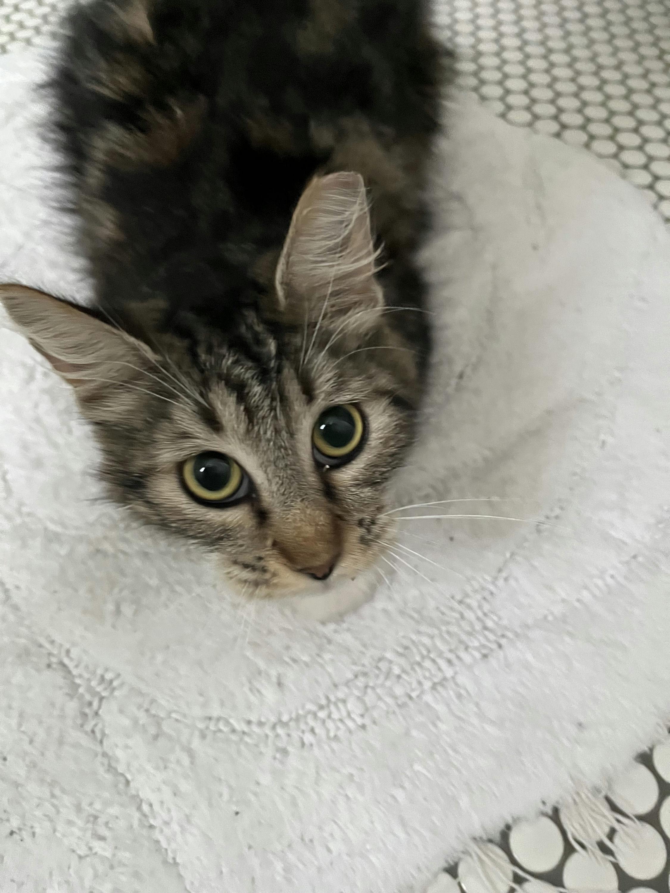 Enlarge Asia, an adopted mixed breed in Houston, TX image 3/5