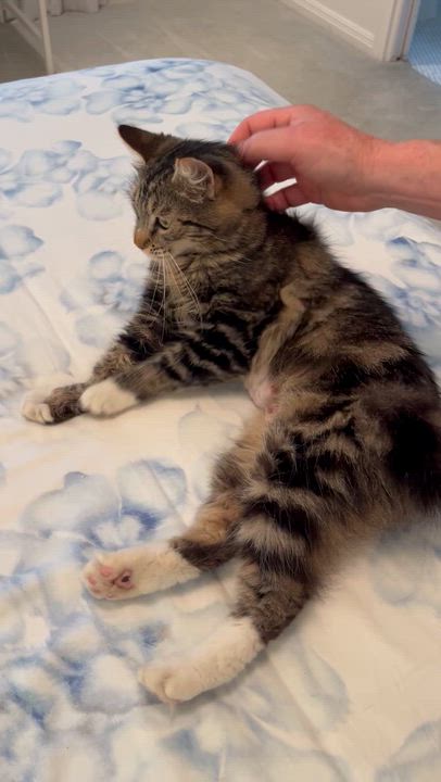 Enlarge Asia, an adopted mixed breed in Houston, TX video 5/5