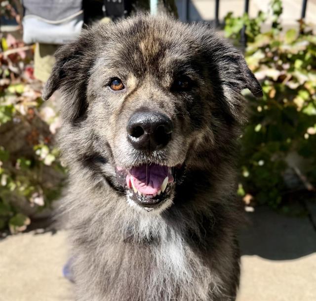 KODA, Adoptable, Adult Male Great Pyrenees.