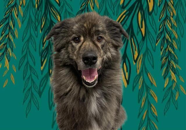 Enlarge KODA, a Adoptable Great Pyrenees in Auburn, CA image 1/1