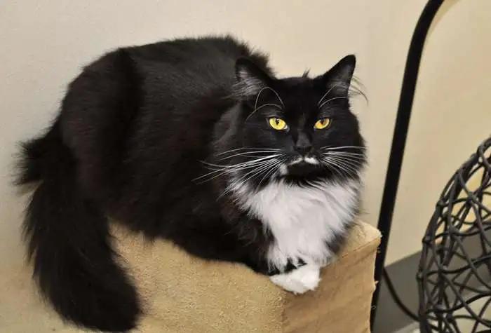Enlarge Missy, a ADOPTABLE Domestic Medium Hair in Coupeville, WA image 2/2