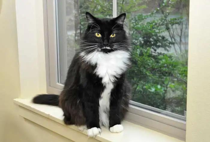 Enlarge Missy, a ADOPTABLE Domestic Medium Hair in Coupeville, WA image 1/2