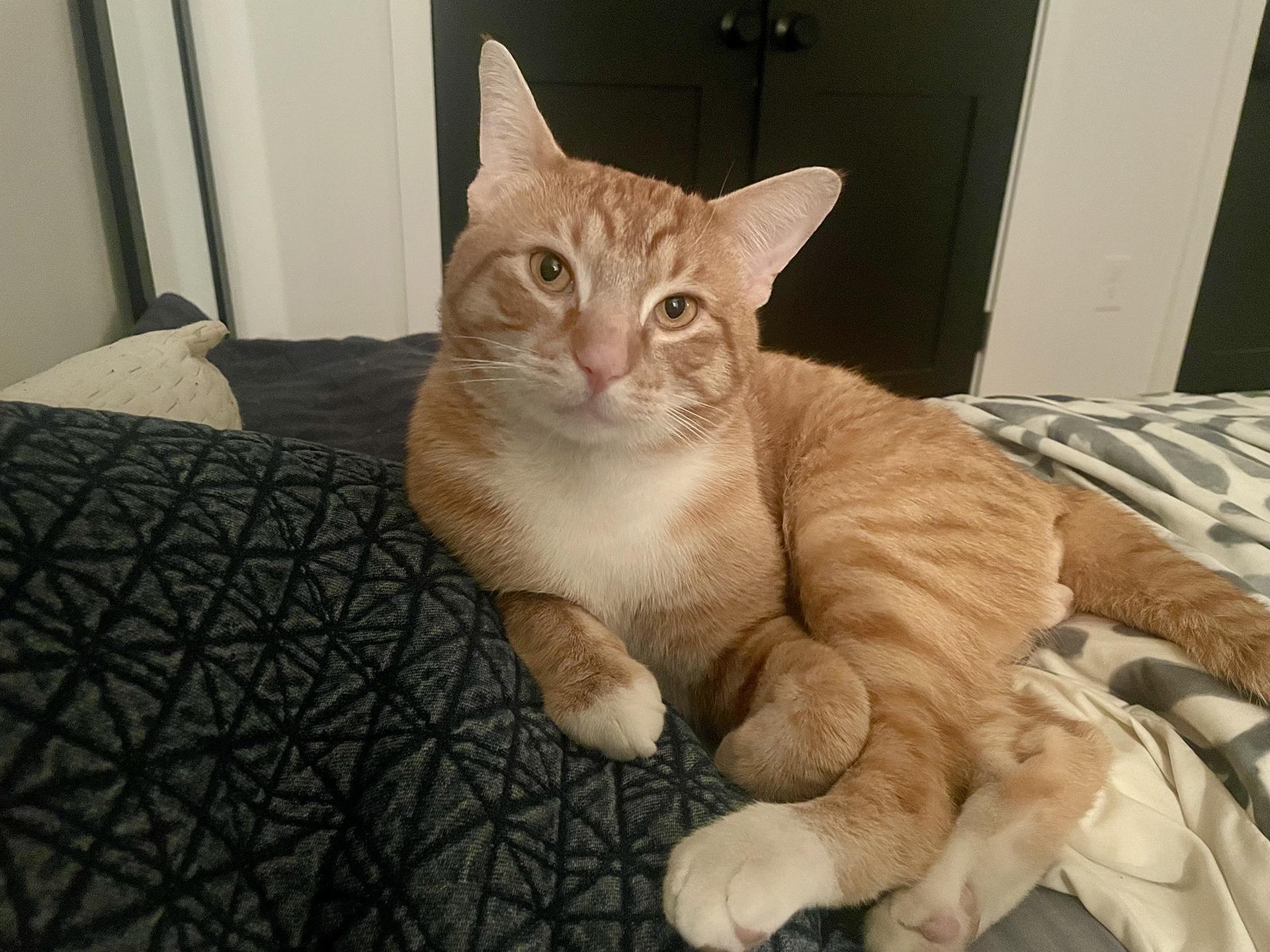 Enlarge Banana Fazzini, an adopted Domestic Short Hair in Philadelphia, PA image 1/5