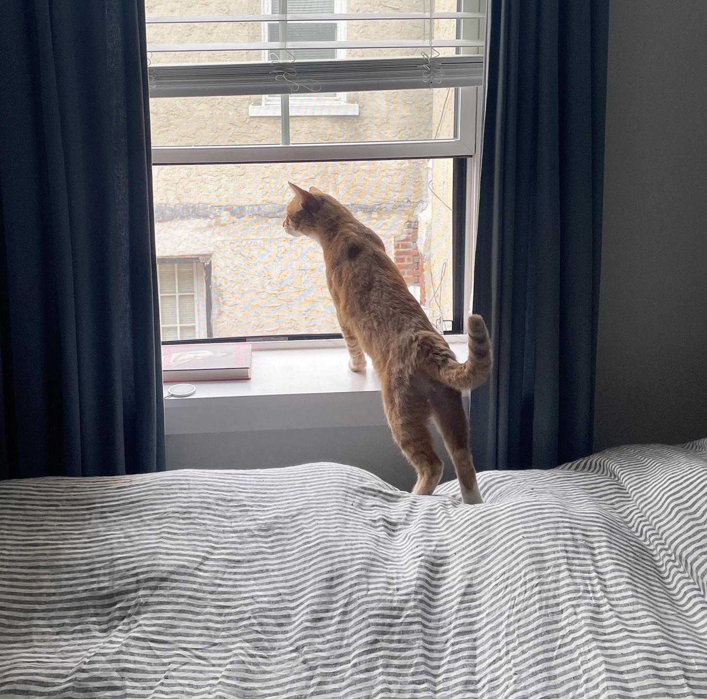 Enlarge Banana Fazzini, an adopted Domestic Short Hair in Philadelphia, PA image 2/5