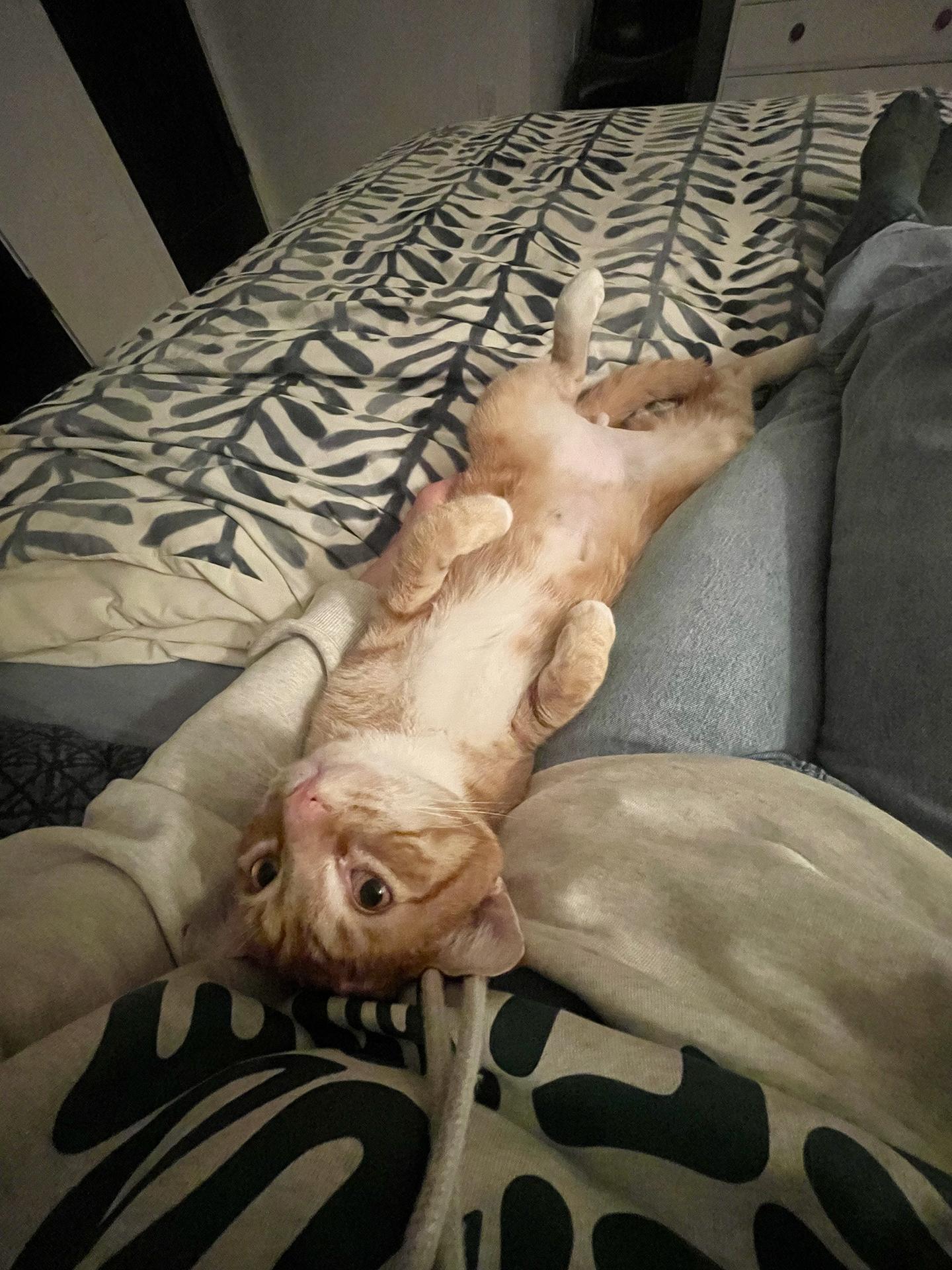 Enlarge Banana Fazzini, an adopted Domestic Short Hair in Philadelphia, PA image 4/5