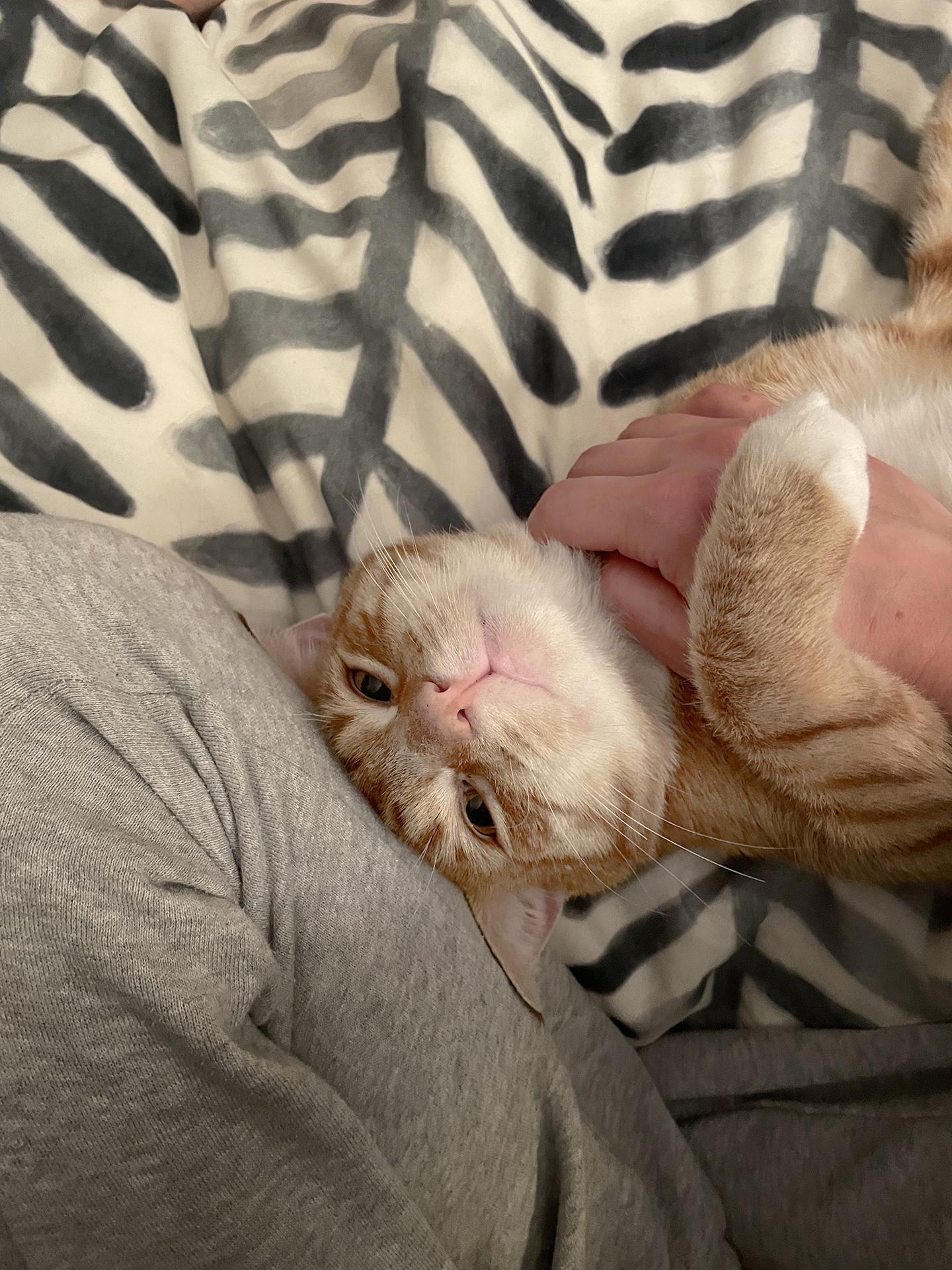 Enlarge Banana Fazzini, an adopted Domestic Short Hair in Philadelphia, PA image 5/5