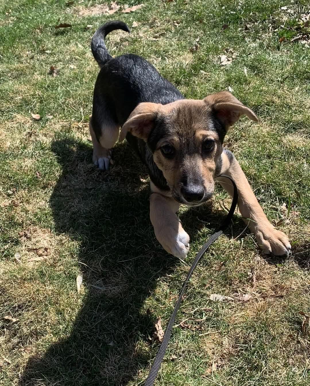 Enlarge Lexi, a Adopted mixed breed in North Haverhill, NH image 3/6