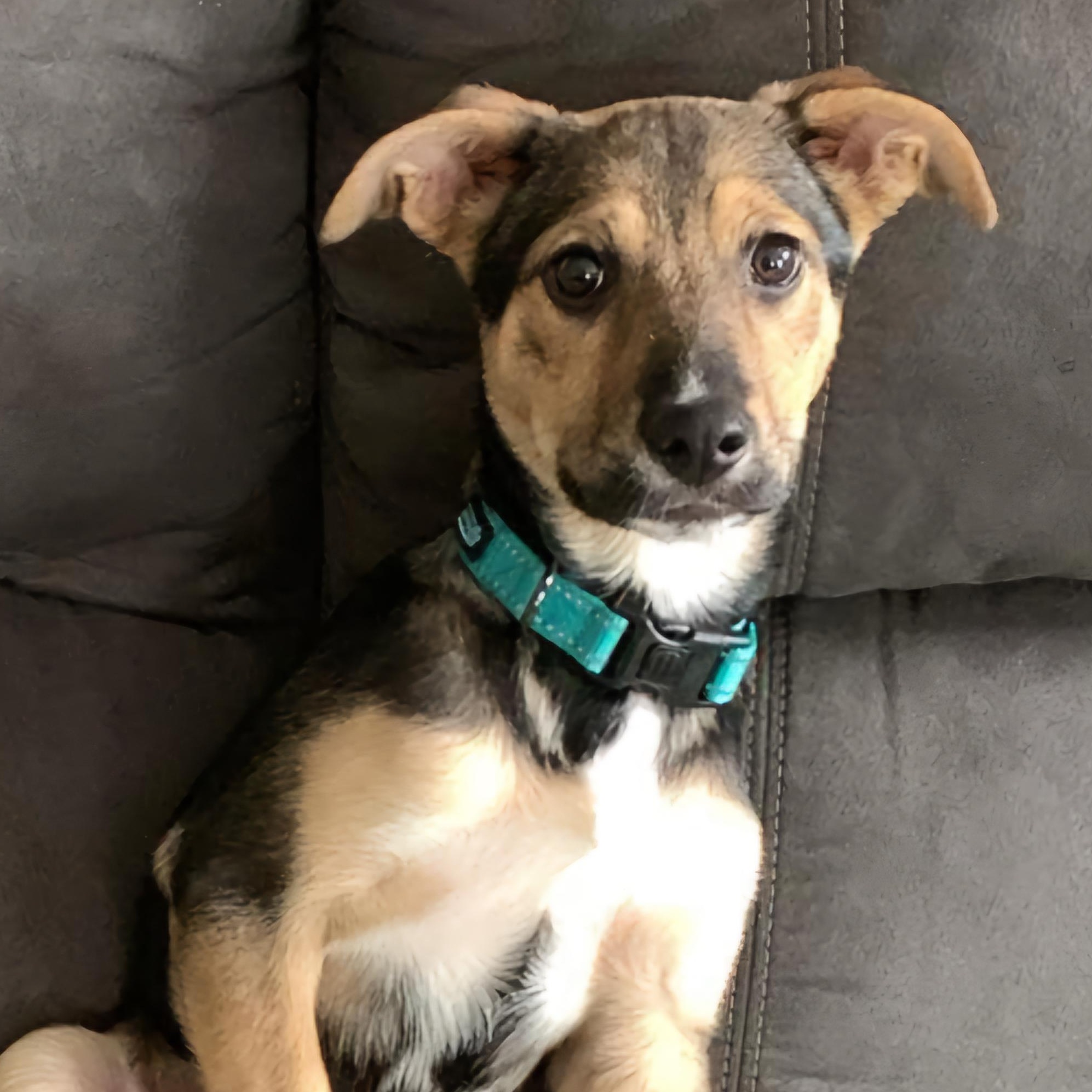 Enlarge Lexi, a Adopted mixed breed in North Haverhill, NH image 6/6