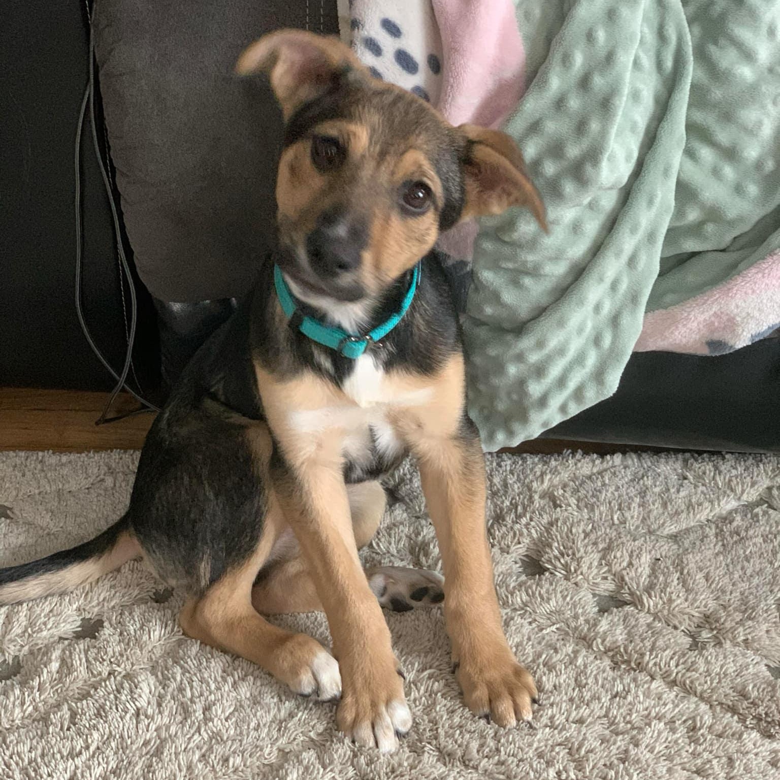 Lexi, Adopted, Puppy Female Shepherd.