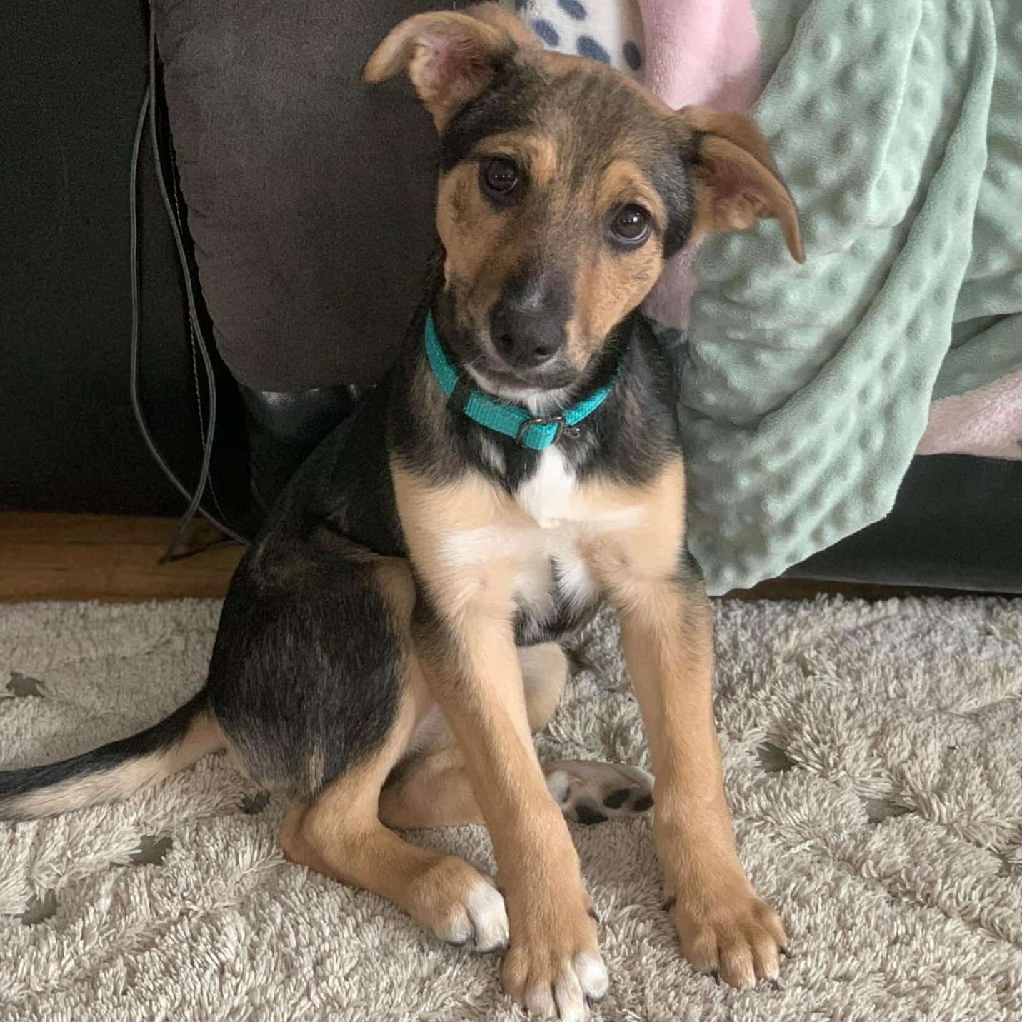 Enlarge Lexi, a Adopted mixed breed in North Haverhill, NH image 4/6