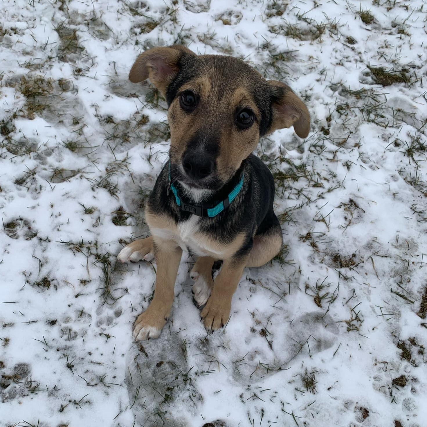 Enlarge Lexi, a Adopted mixed breed in North Haverhill, NH image 5/6
