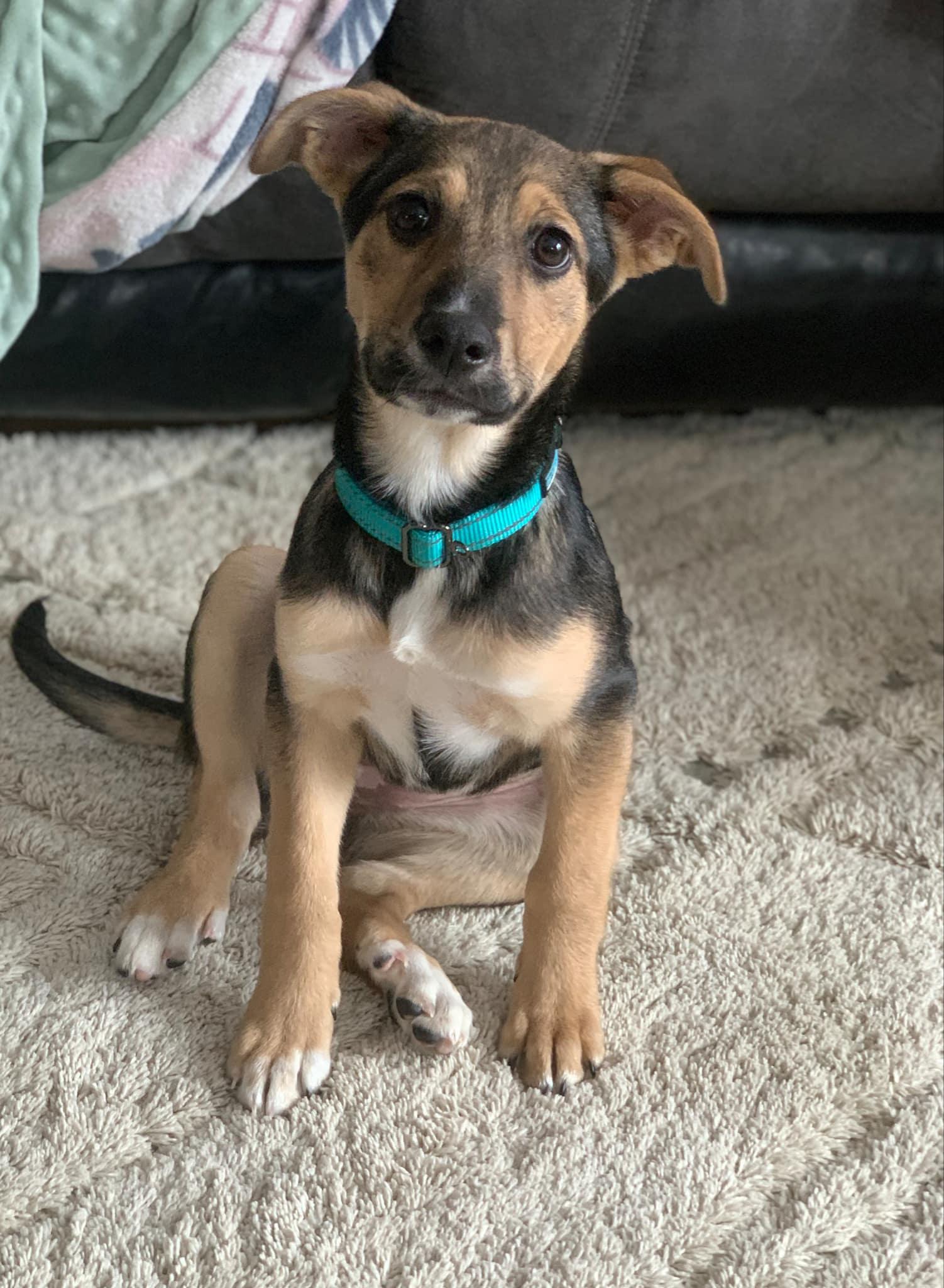 Enlarge Lexi, a Adopted mixed breed in North Haverhill, NH image 2/6