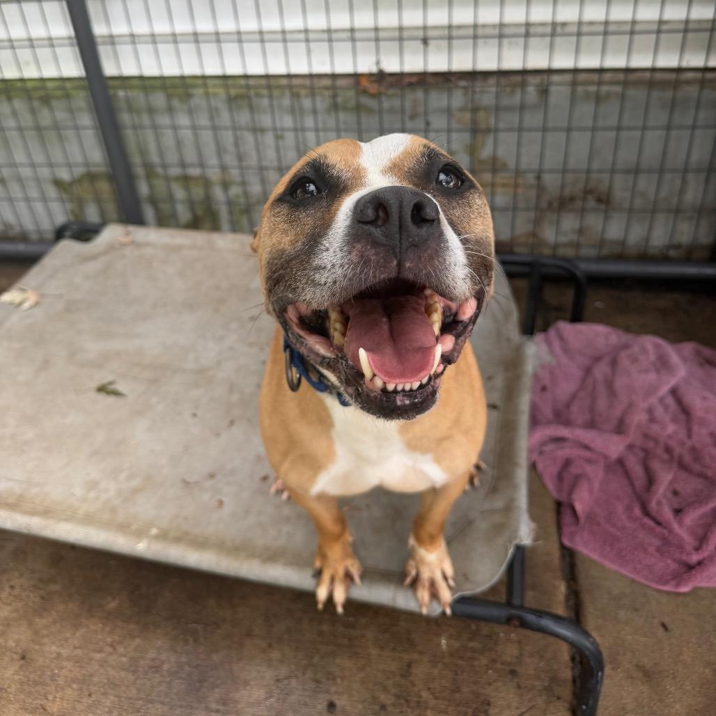 Boogie, Adoptable, Senior Male Pit Bull Terrier & Boxer.