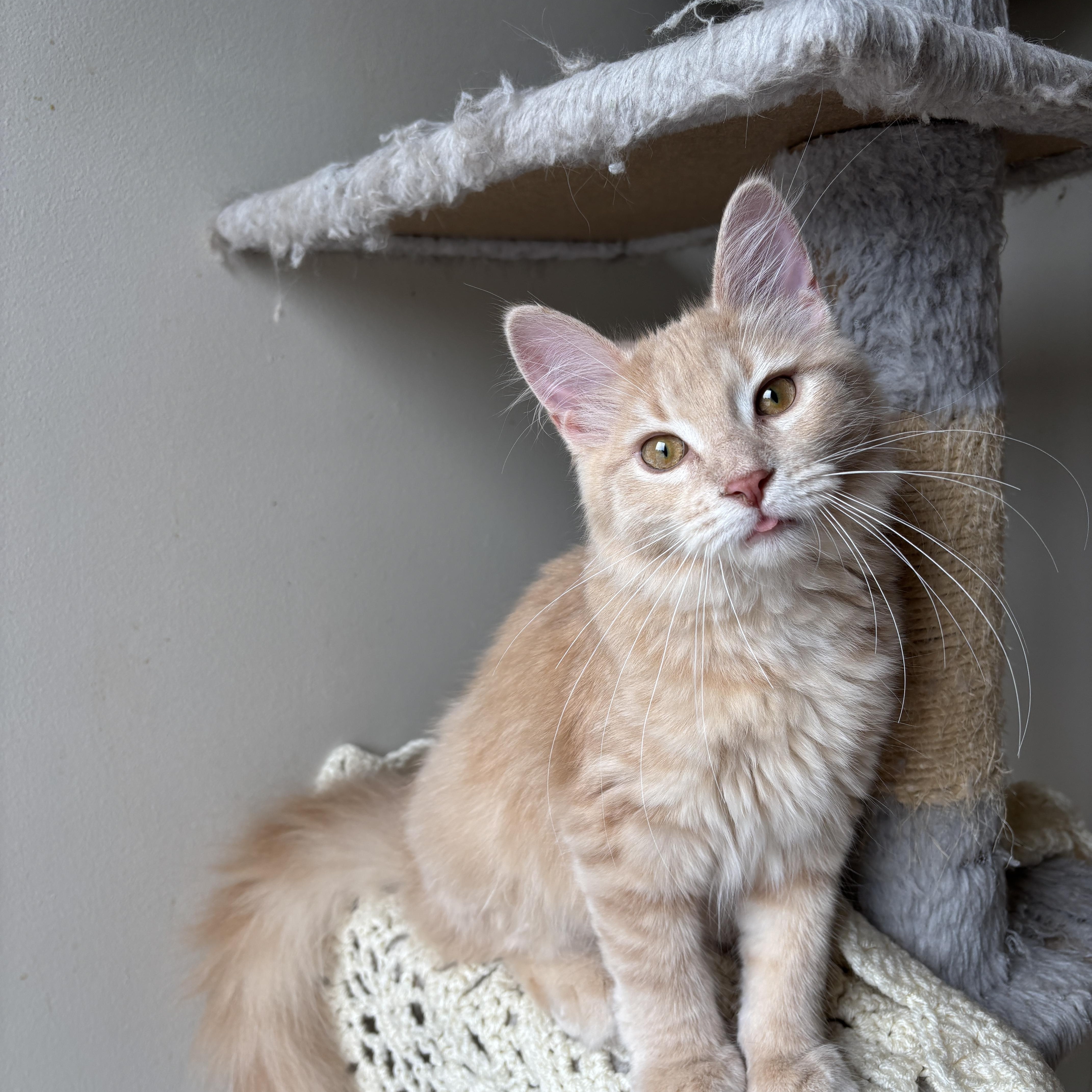 EMERALD, ADOPTABLE, Kitten Female Domestic Long Hair.