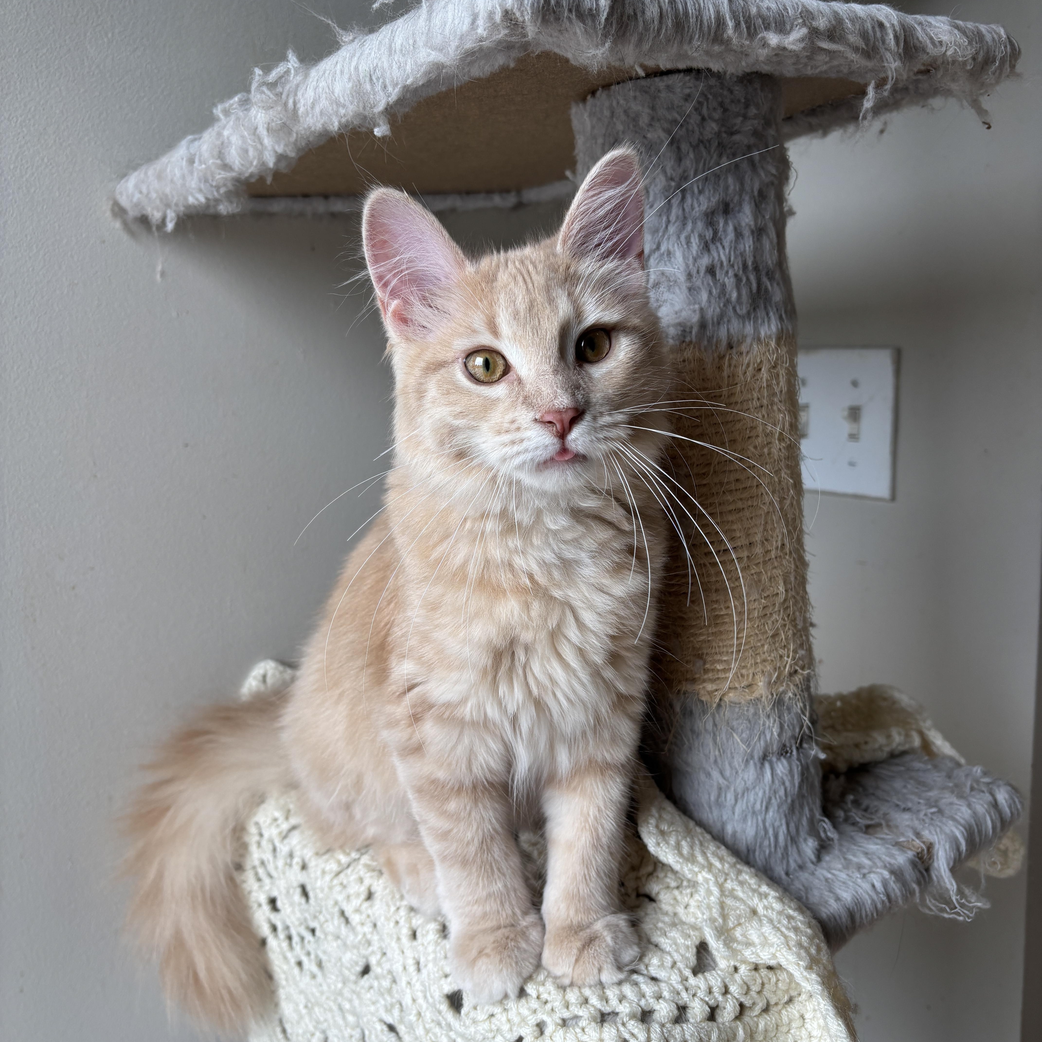 EMERALD, a ADOPTABLE Domestic Long Hair in Shakespeare, ON image 6/6