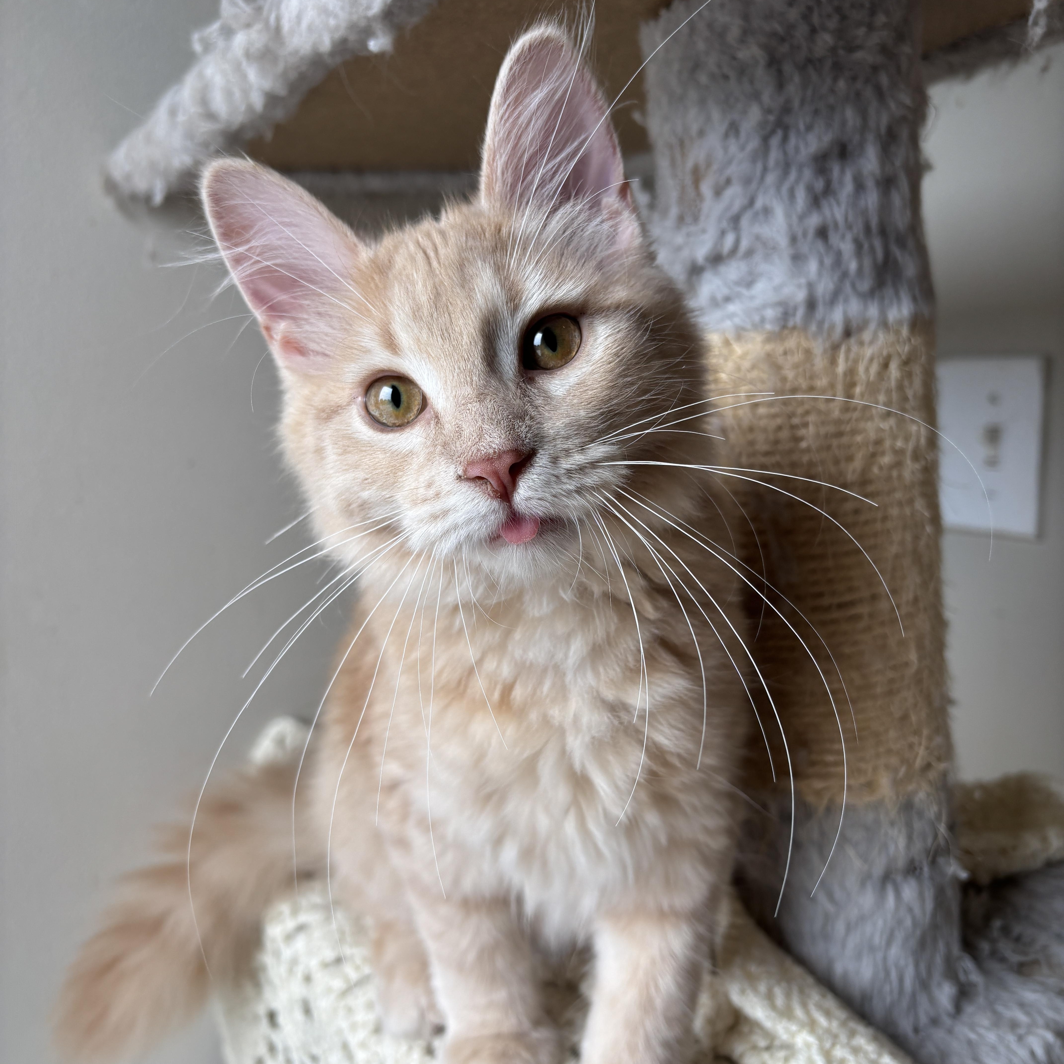 EMERALD, a ADOPTABLE Domestic Long Hair in Shakespeare, ON image 3/6