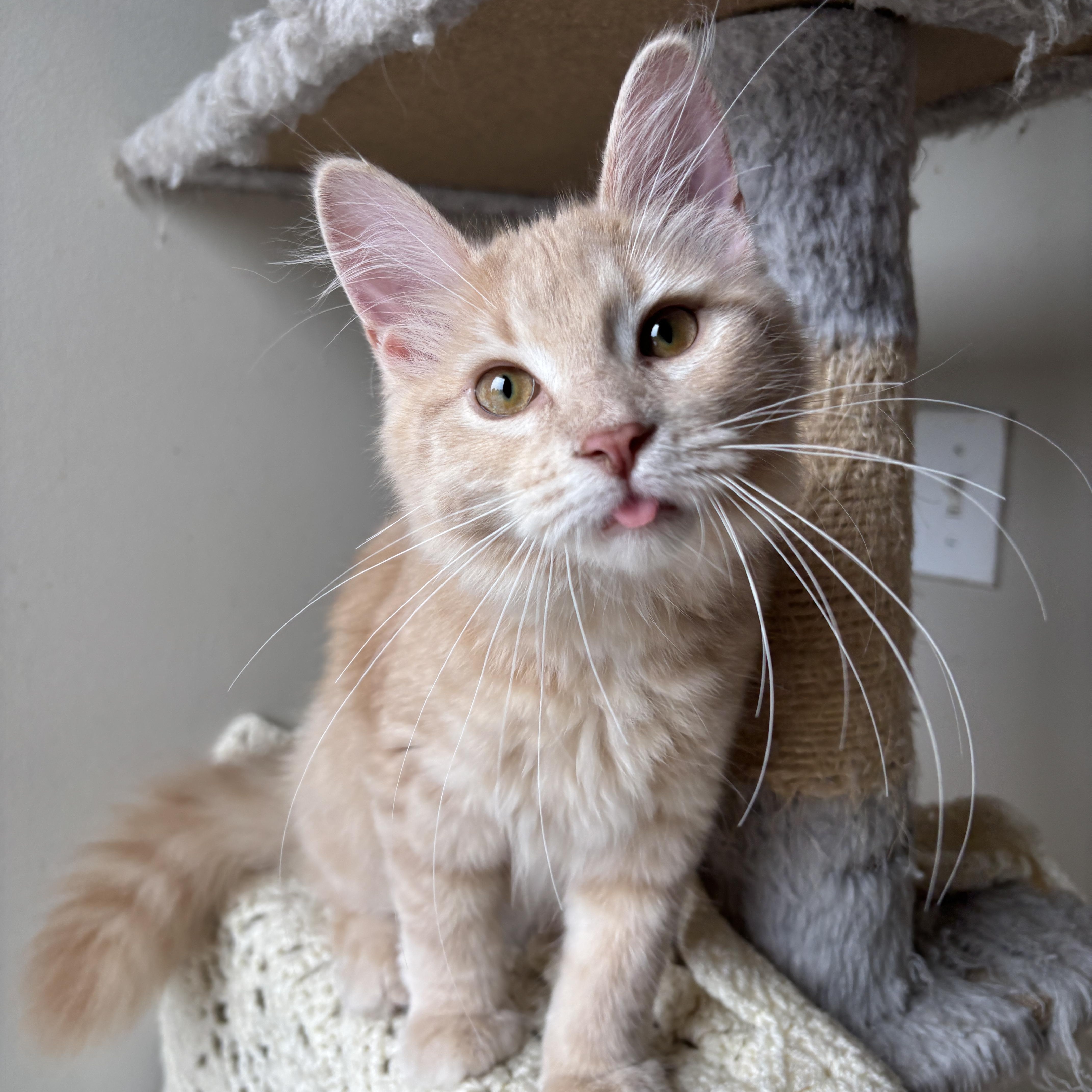 EMERALD, a ADOPTABLE Domestic Long Hair in Shakespeare, ON image 5/6