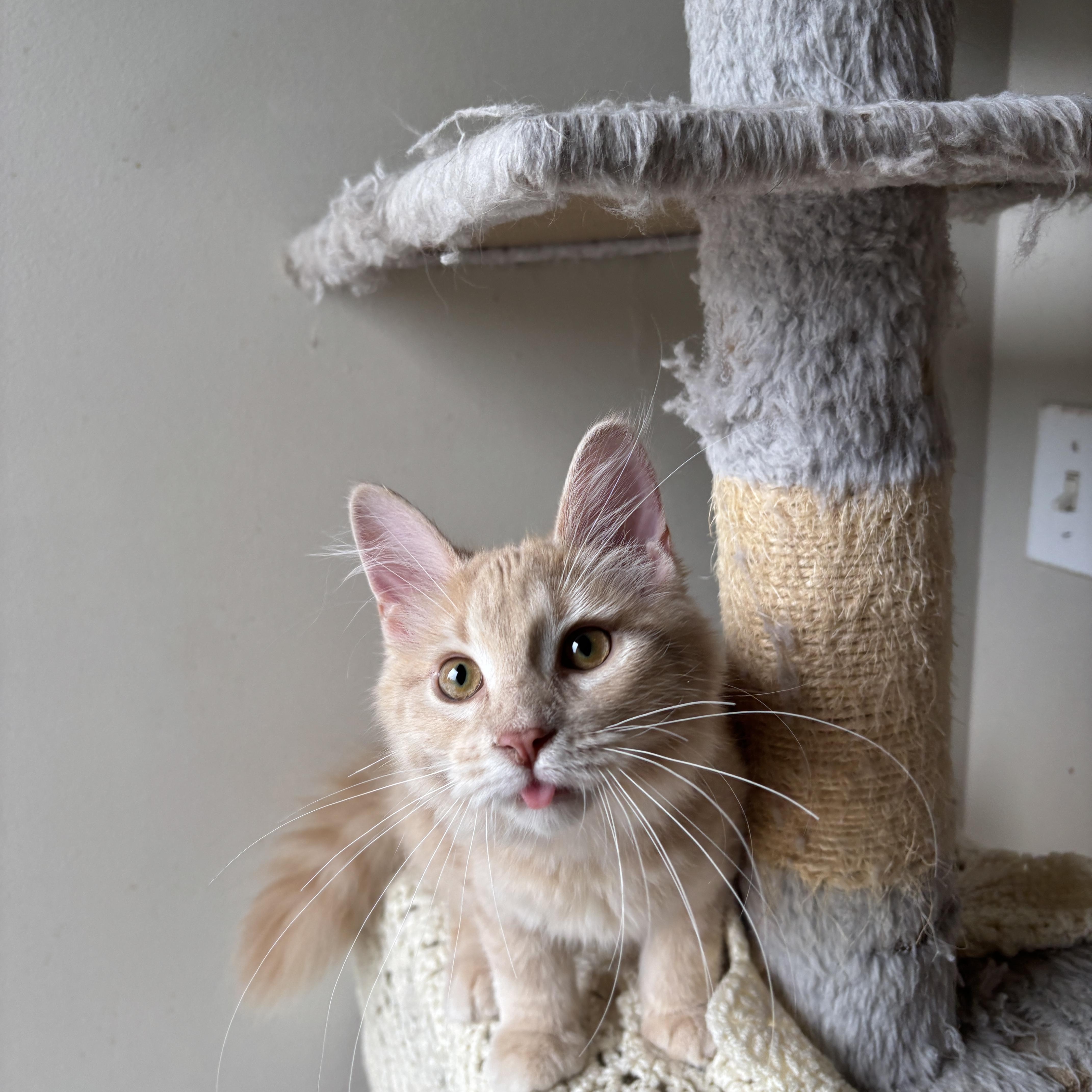 EMERALD, a ADOPTABLE Domestic Long Hair in Shakespeare, ON image 4/6