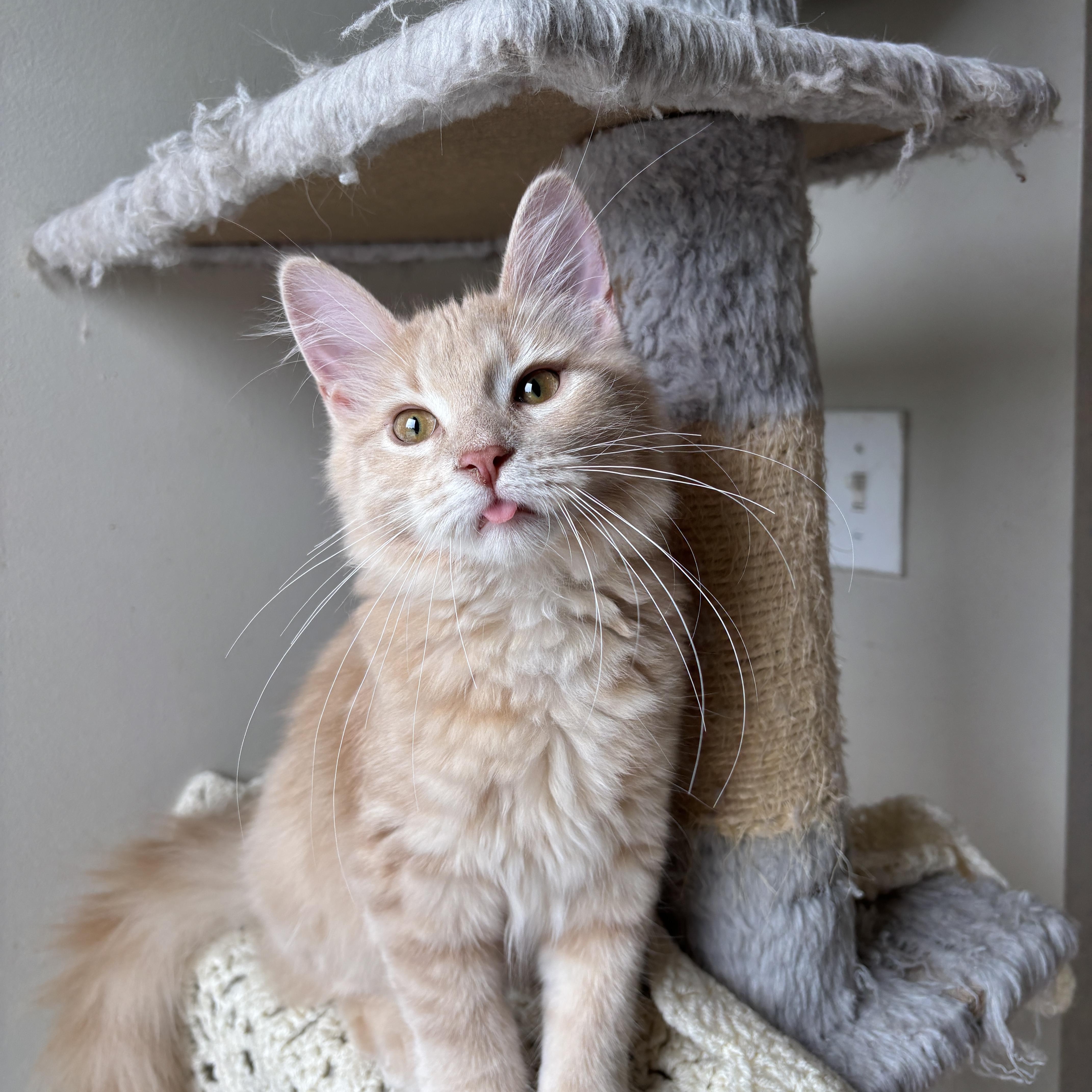 EMERALD, a ADOPTABLE Domestic Long Hair in Shakespeare, ON image 2/6