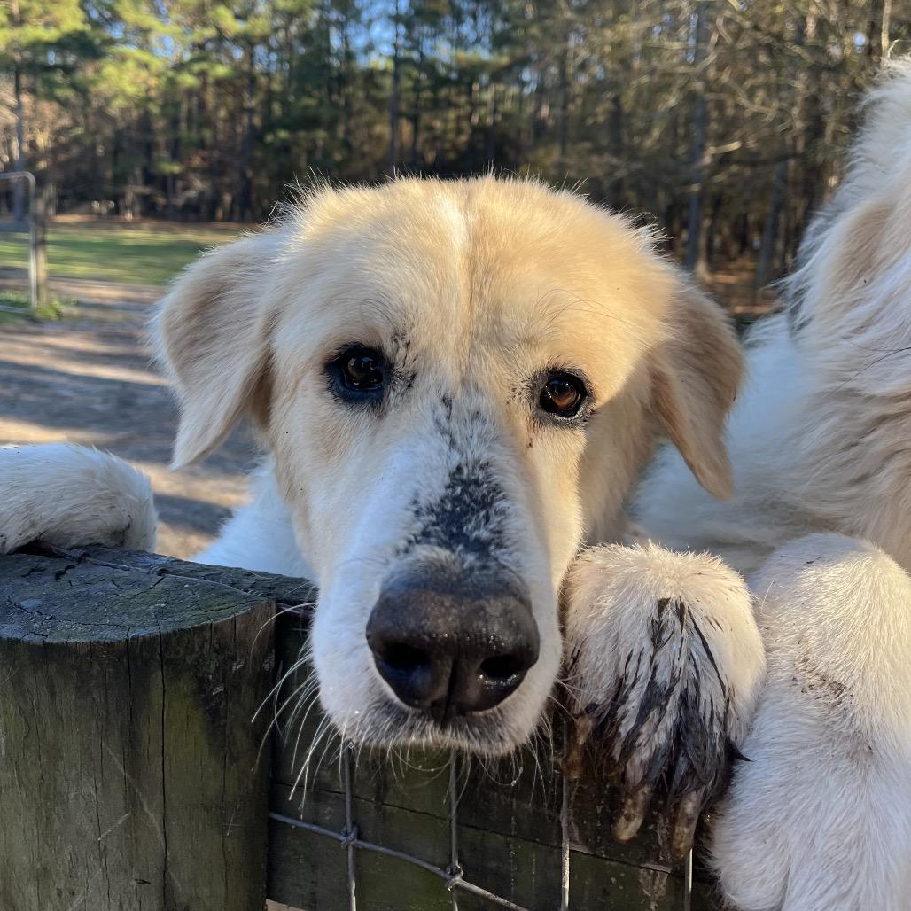 Nakoa/Nikki, Adoptable, Adult Female Great Pyrenees & Mixed Breed.