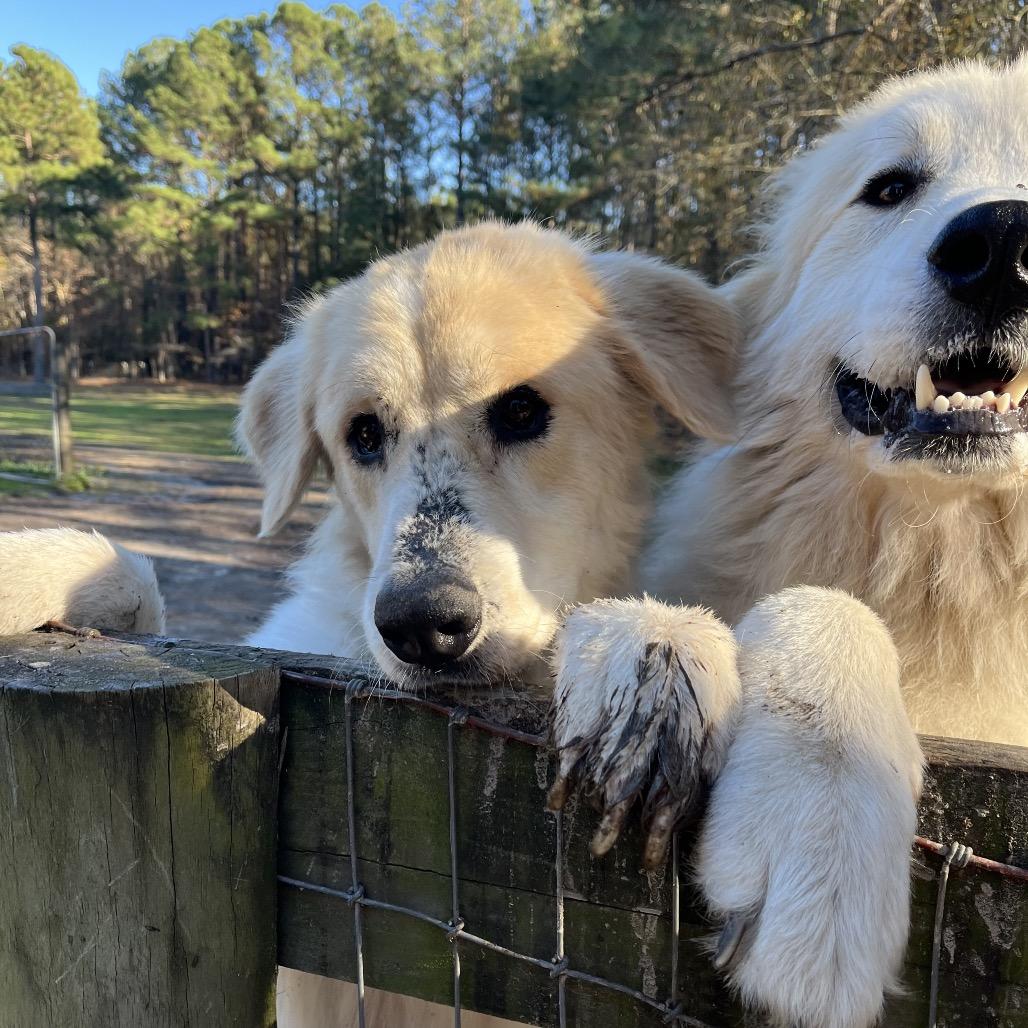 Nakoa/Nikki, a Adoptable mixed breed in Smithfield, NC image 2/3