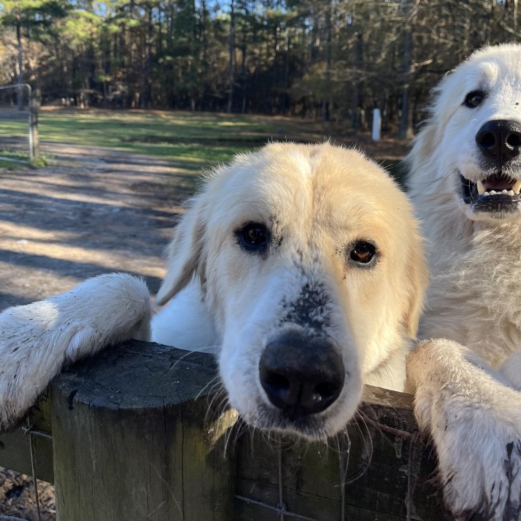Nakoa/Nikki, a Adoptable mixed breed in Smithfield, NC image 3/3