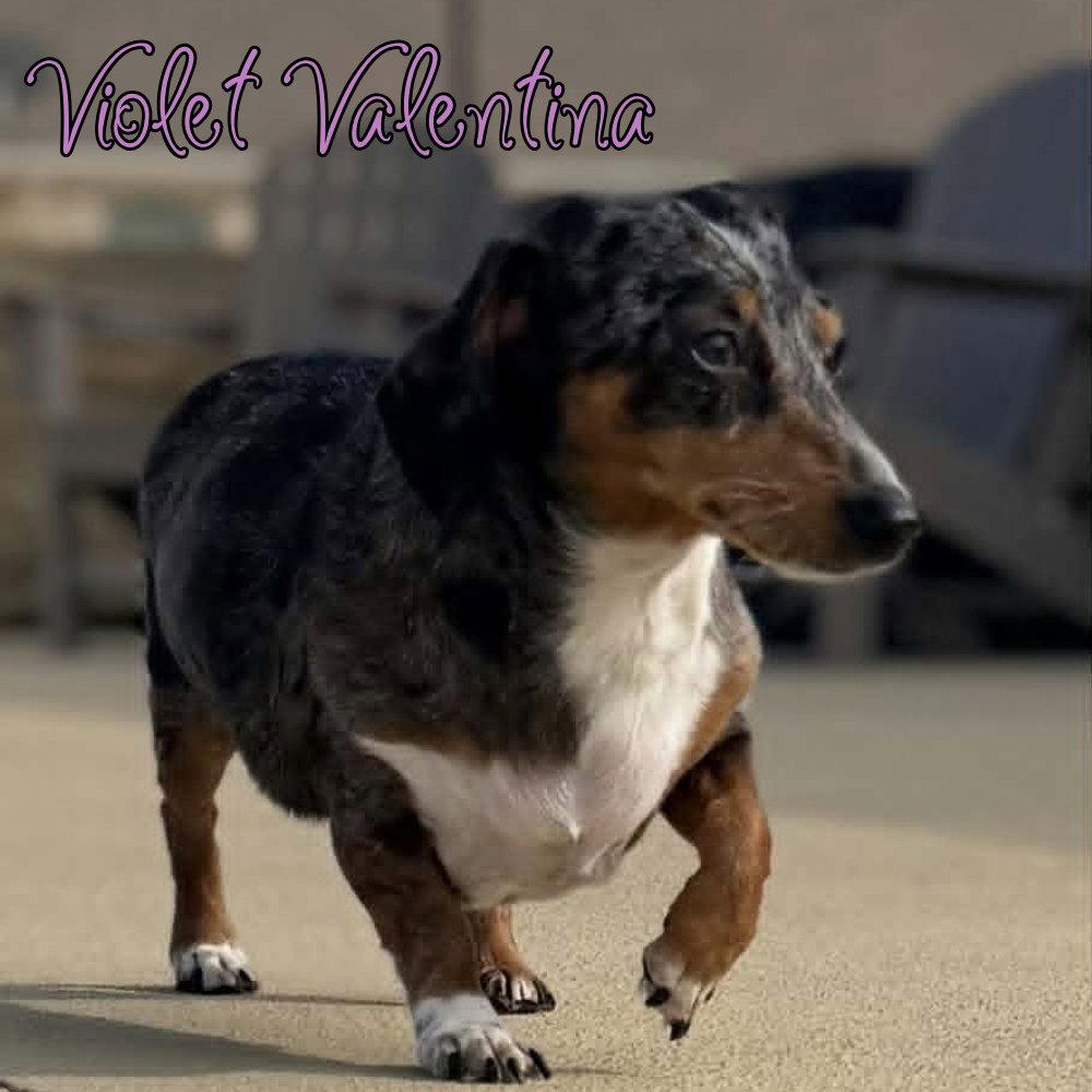 Violet Valentina, Adoptable, Senior Female Dachshund.