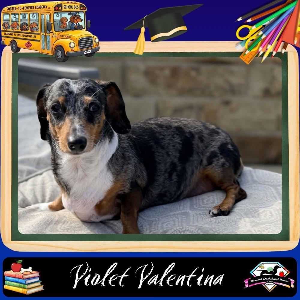 Enlarge Violet Valentina, a Adoptable Dachshund in San Antonio, TX image 2/3