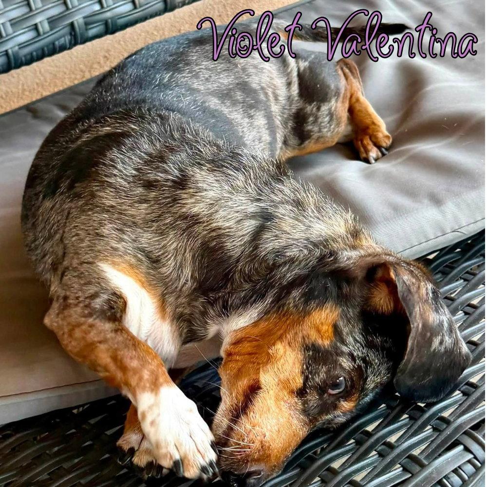 Enlarge Violet Valentina, a Adoptable Dachshund in San Antonio, TX image 3/3