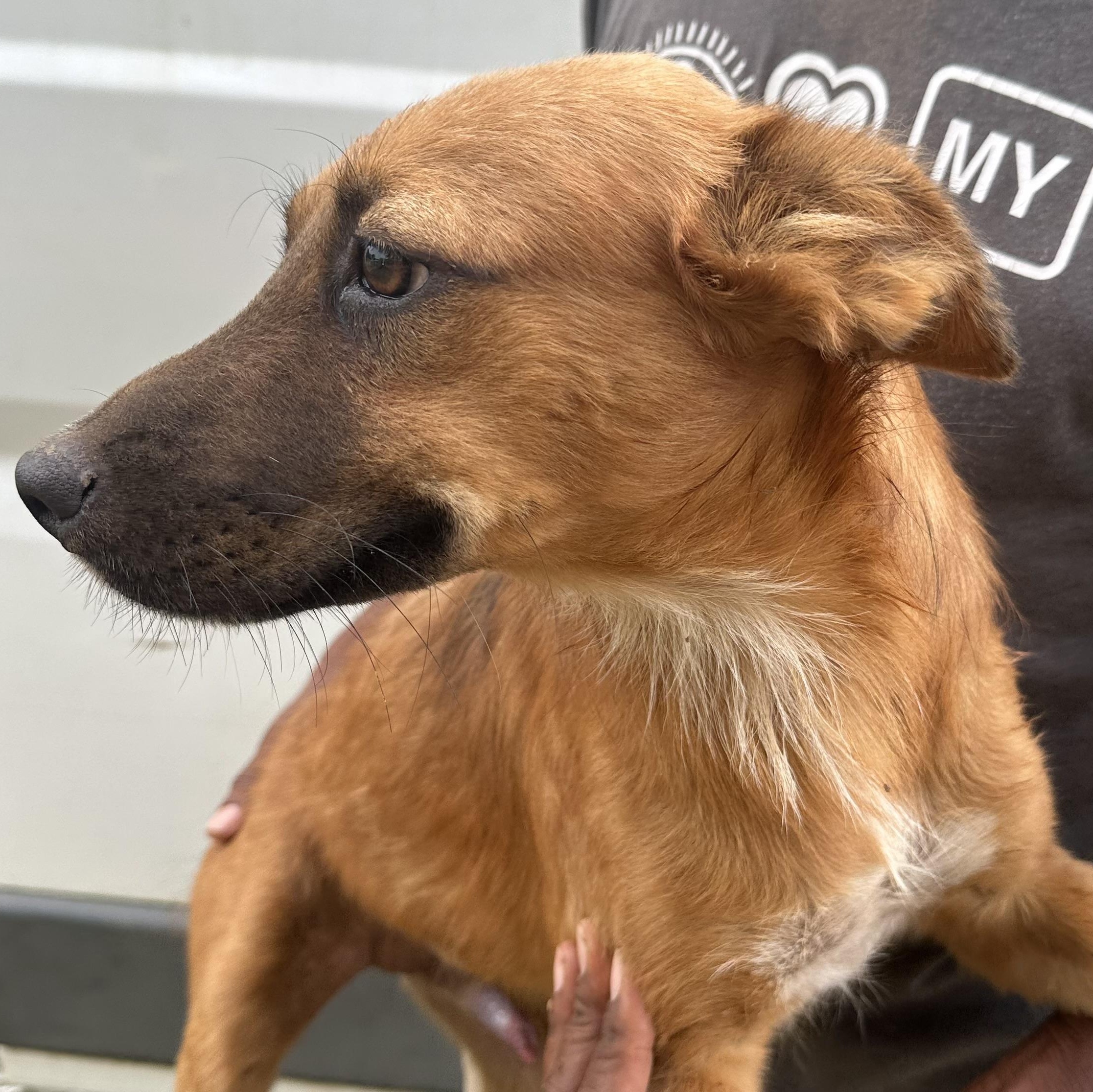 Enlarge Trick - Local October 9-11, a Adoptable mixed breed in Beaverton , OR image 2/5