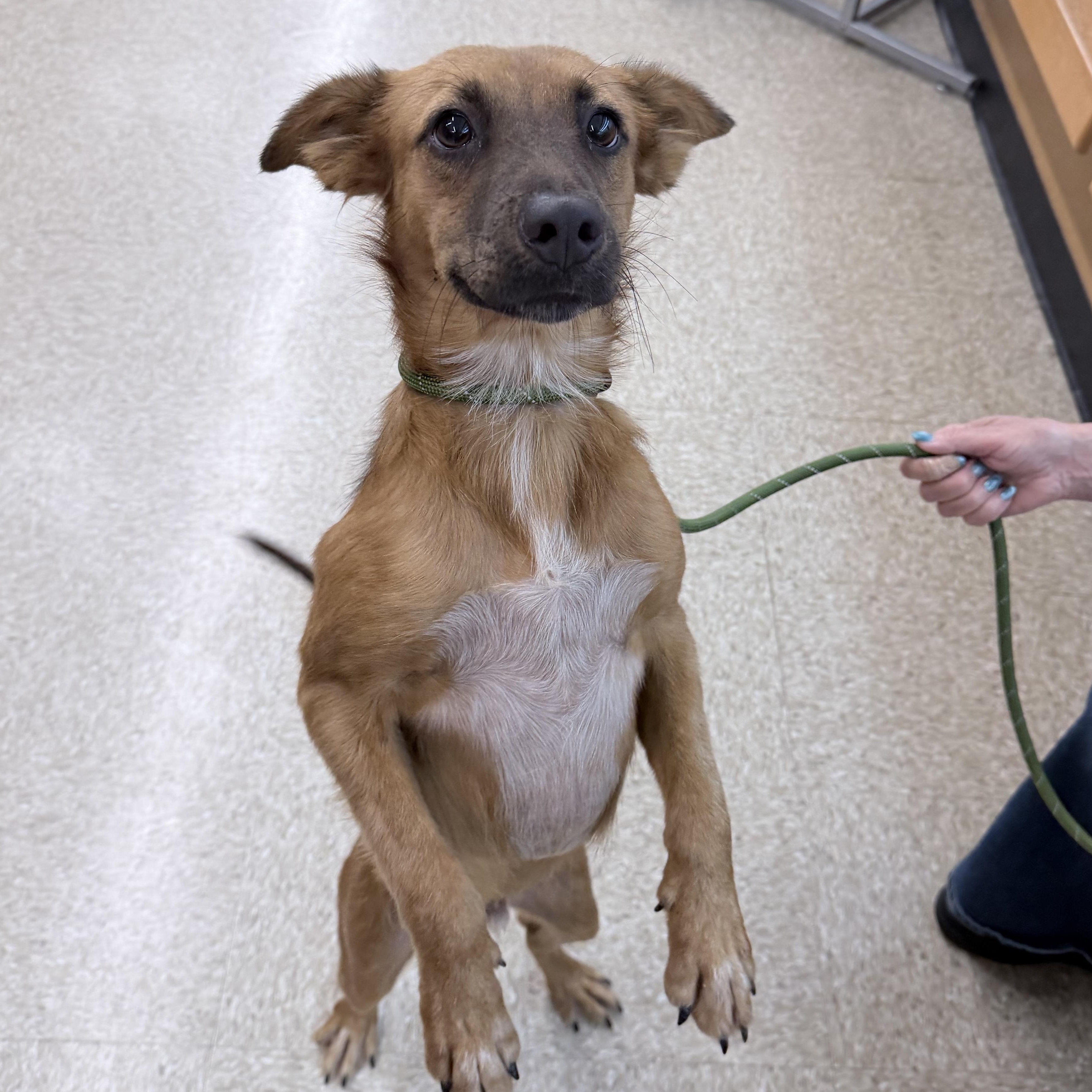 Trick - Local October 9-11, Adoptable, Puppy Male Labrador Retriever.