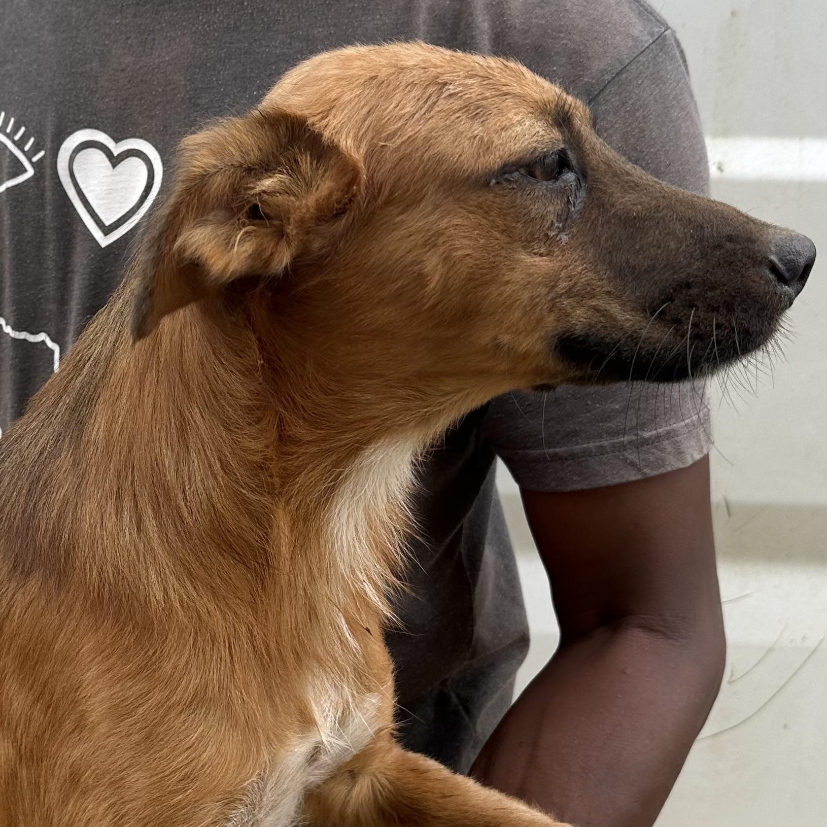 Enlarge Trick - Local October 9-11, a Adoptable mixed breed in Beaverton , OR image 4/5
