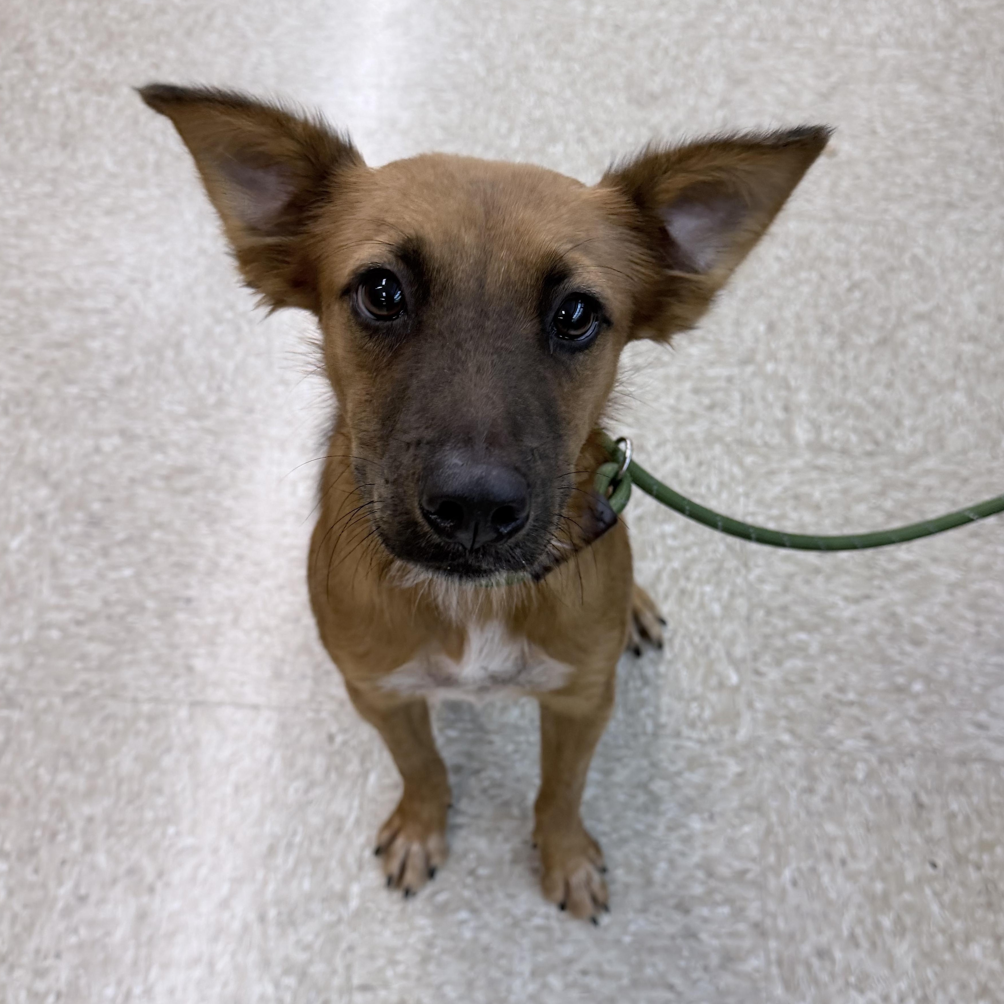 Enlarge Trick - Local October 9-11, a Adoptable mixed breed in Beaverton , OR image 5/5