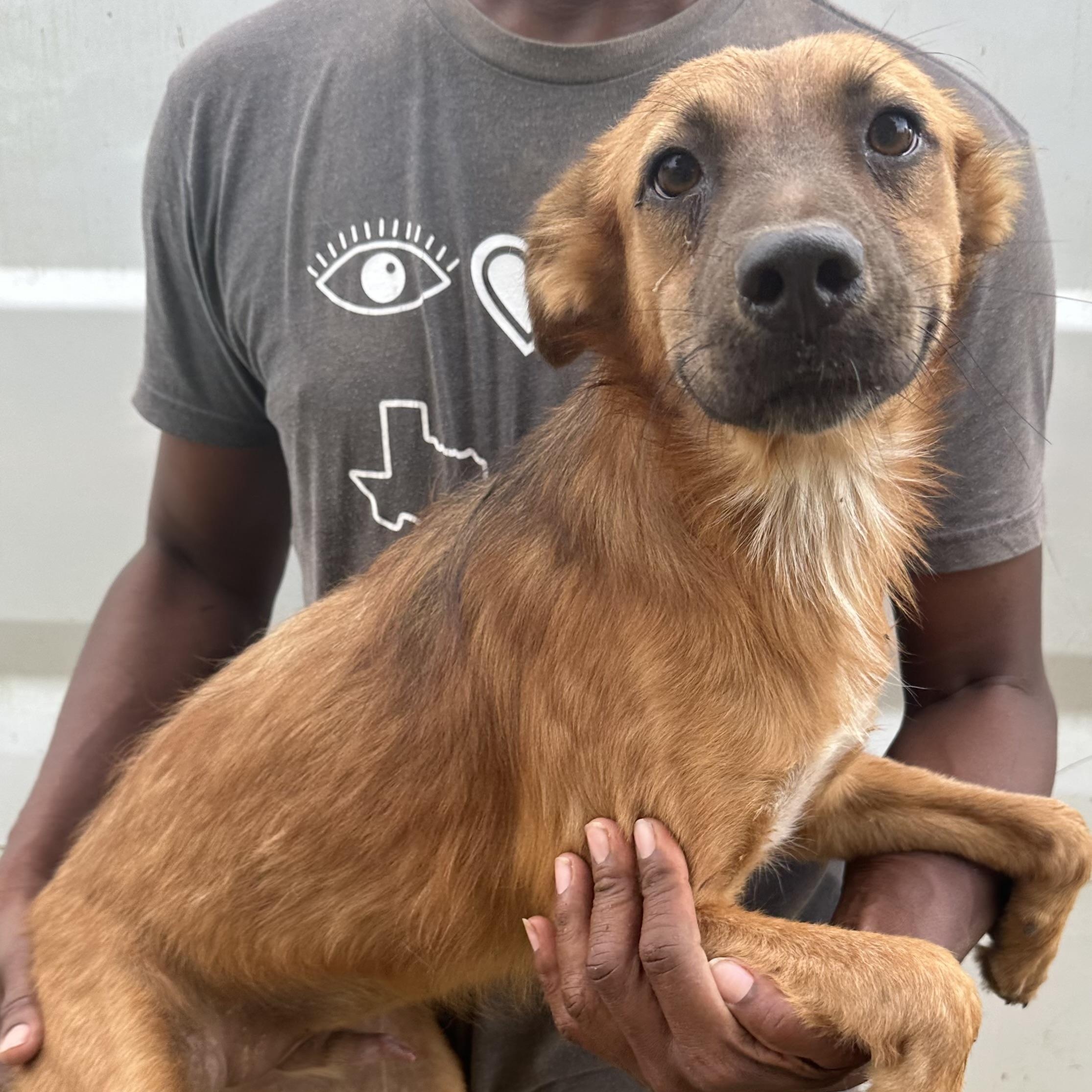 Enlarge Trick - Local October 9-11, a Adoptable mixed breed in Beaverton , OR image 3/5