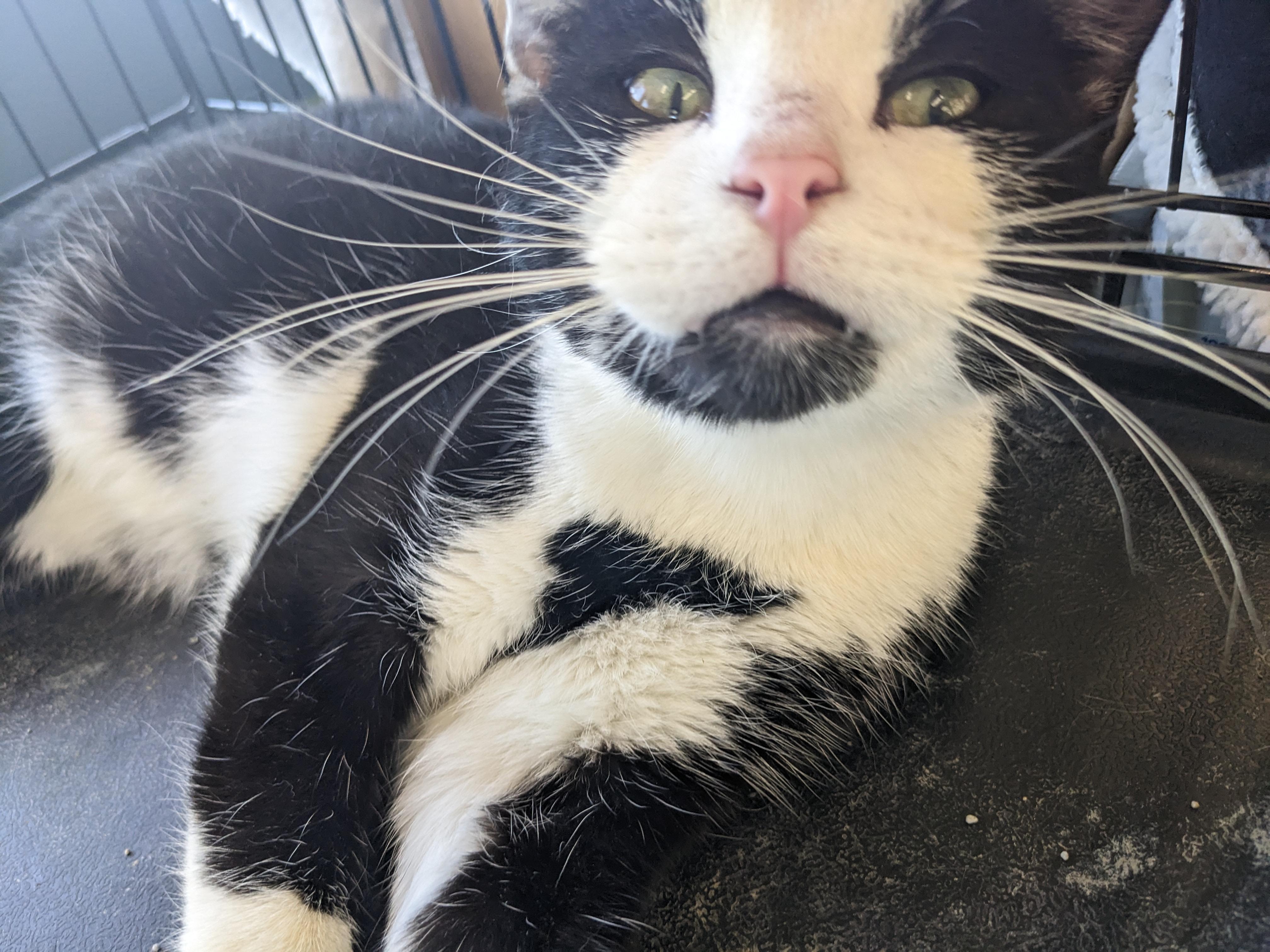 Oreo, a Adoptable American Shorthair in Tracy, MN image 1/2