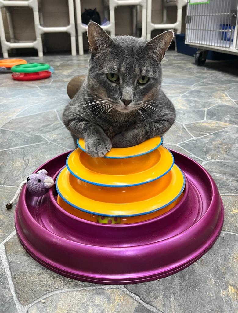 Joey, Adoptable, Adult Male Domestic Short Hair.
