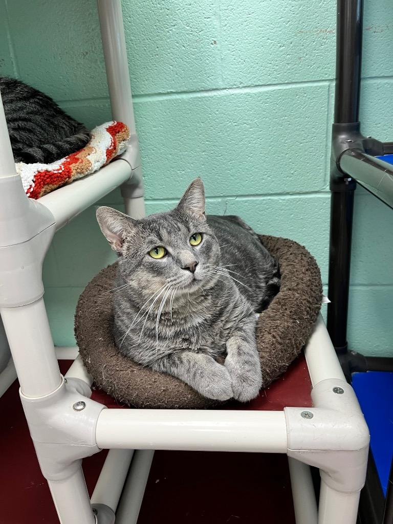 Enlarge Joey, a Adoptable mixed breed in Shorewood, IL image 1/4