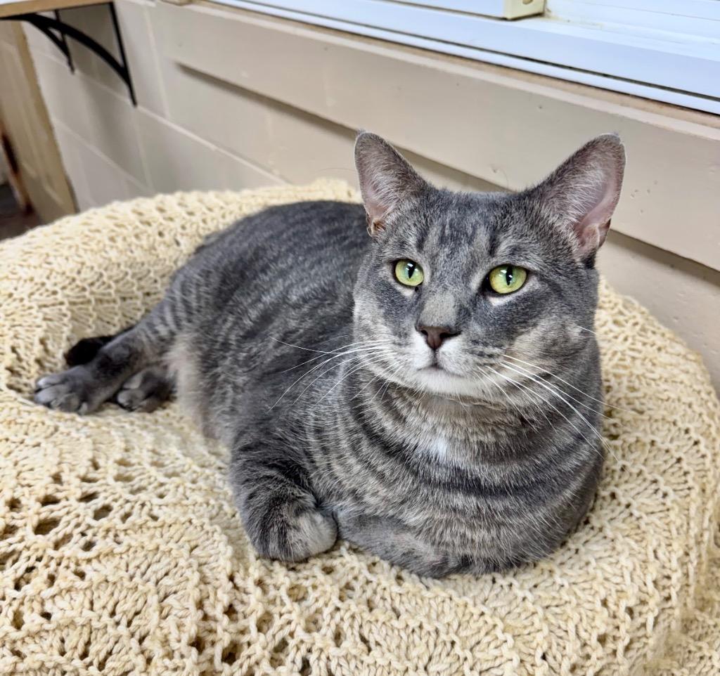 Enlarge Joey, a Adoptable mixed breed in Shorewood, IL image 2/4