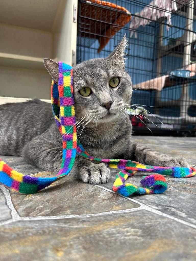 Joey, Adoptable, Adult Male Domestic Short Hair.