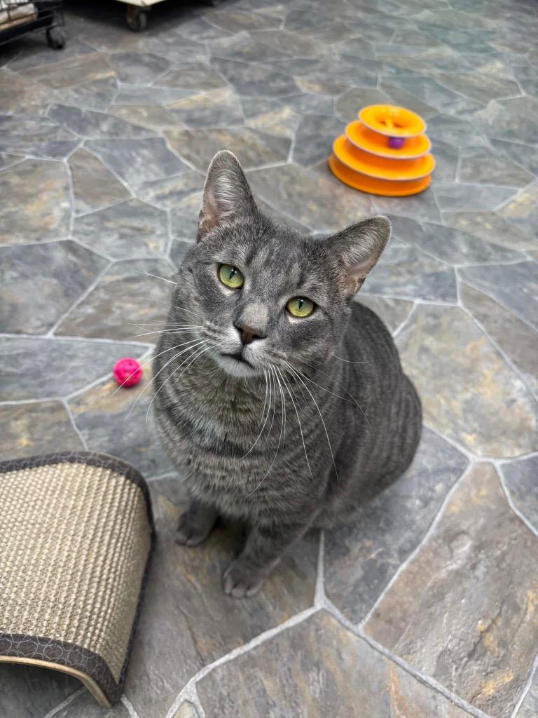 Joey — thumbnail 4