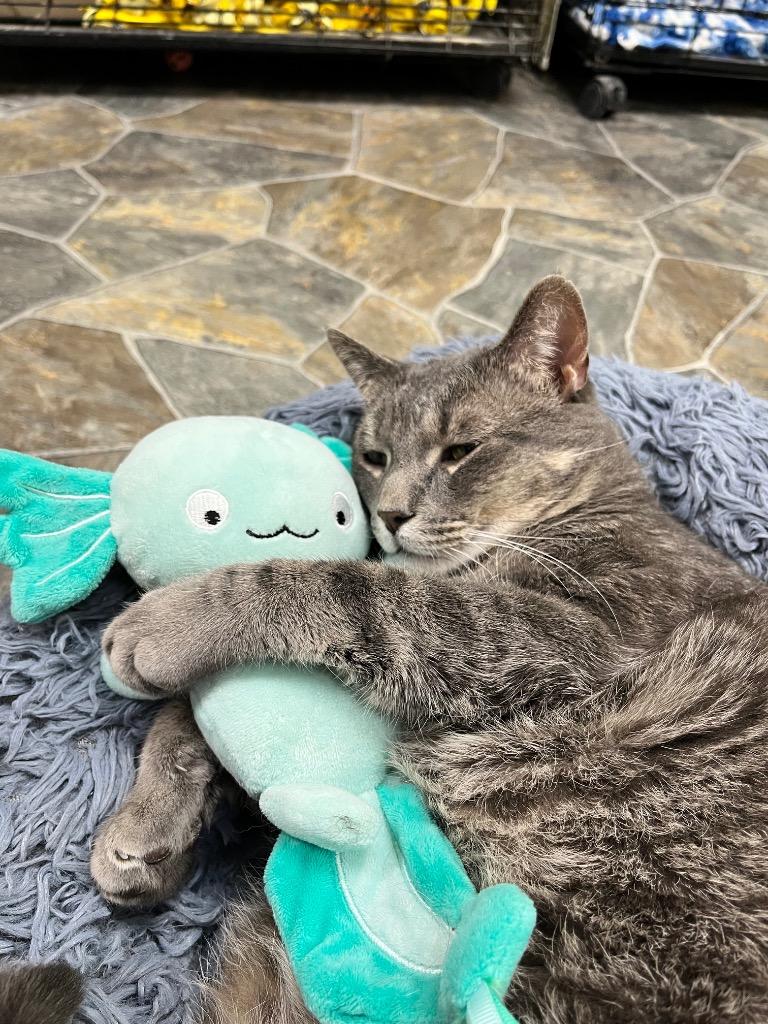 Joey, a Adoptable mixed breed in Shorewood, IL image 6/6