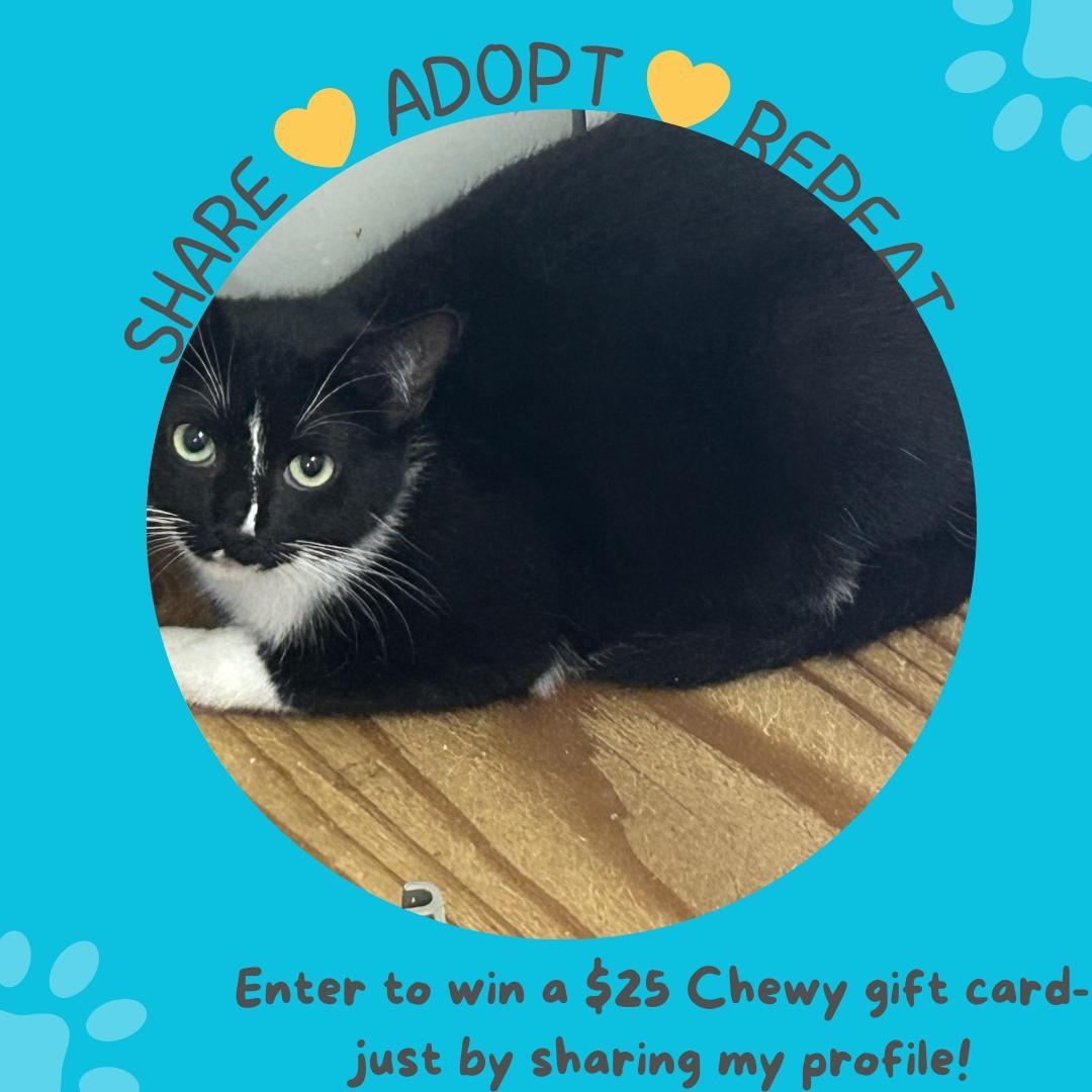 Enlarge LOLA & LIZZY, an adoptable Domestic Short Hair in Warwick , RI image 2/6