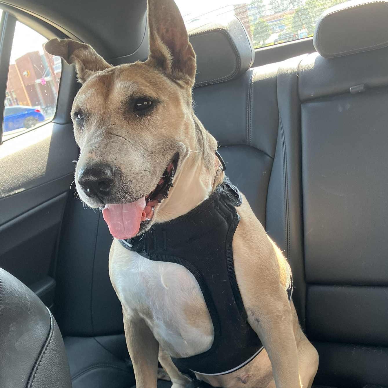 Daisy, Adoptable, Adult Female Bull Terrier.