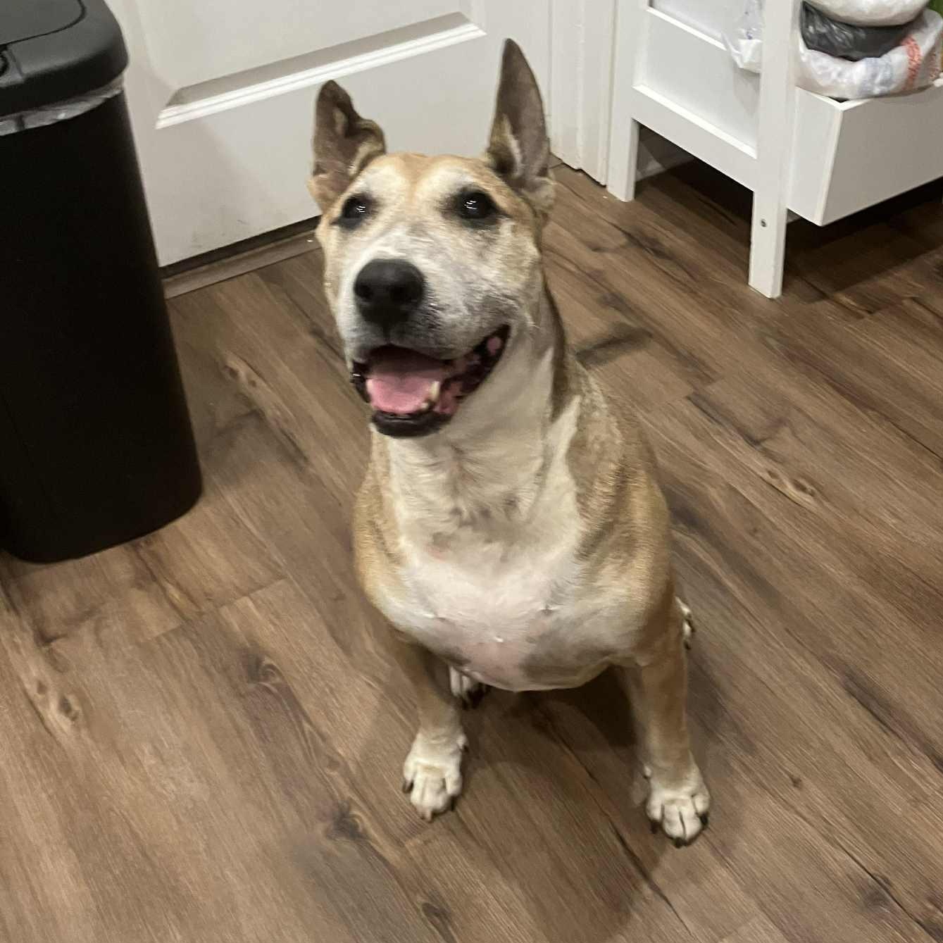 Enlarge Daisy, a Adoptable Bull Terrier in Owensboro, KY image 3/3