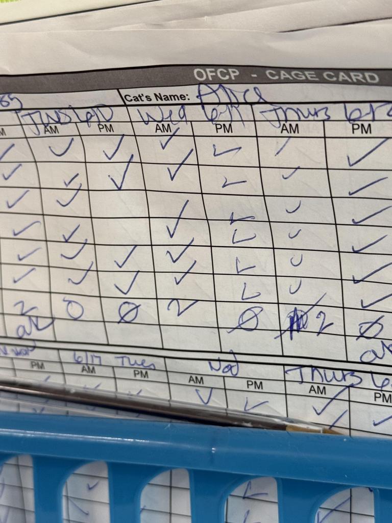 Enlarge Nova, a Adoptable mixed breed in Ontario, OR image 1/6