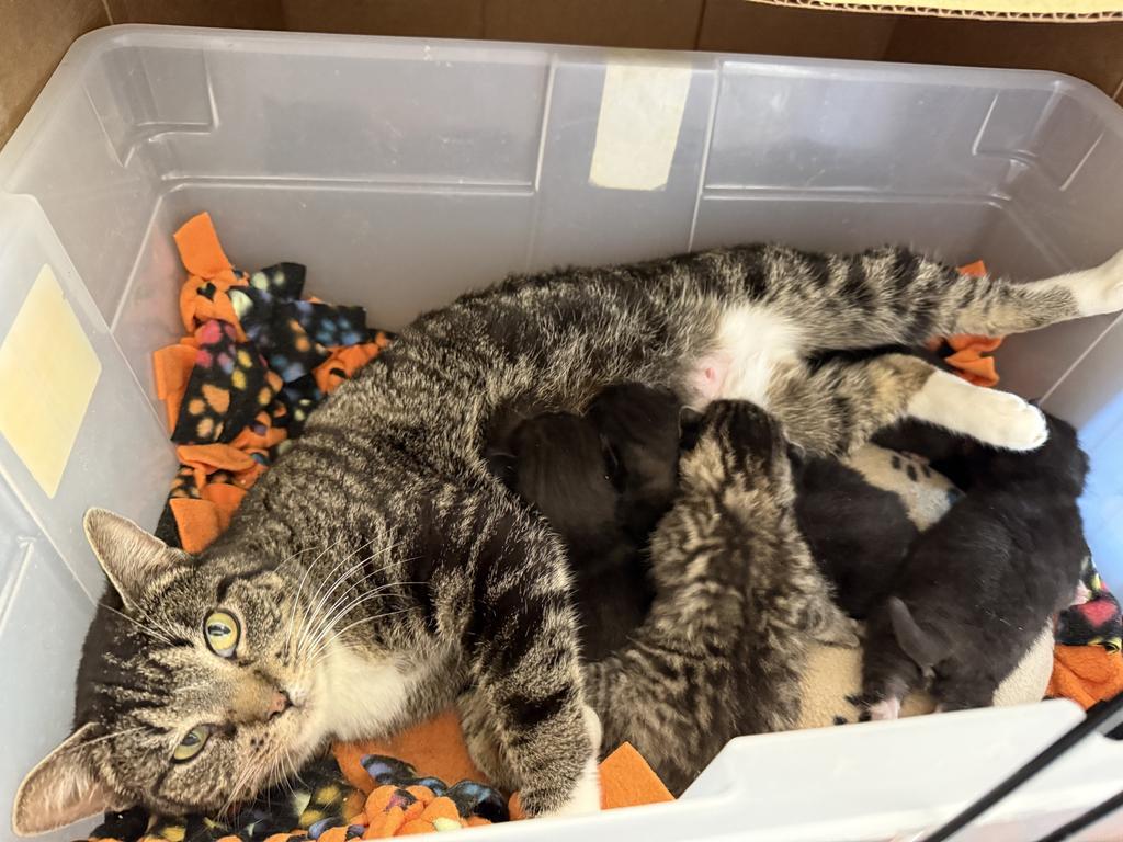 Nova, Adoptable, Young Female Domestic Short Hair.