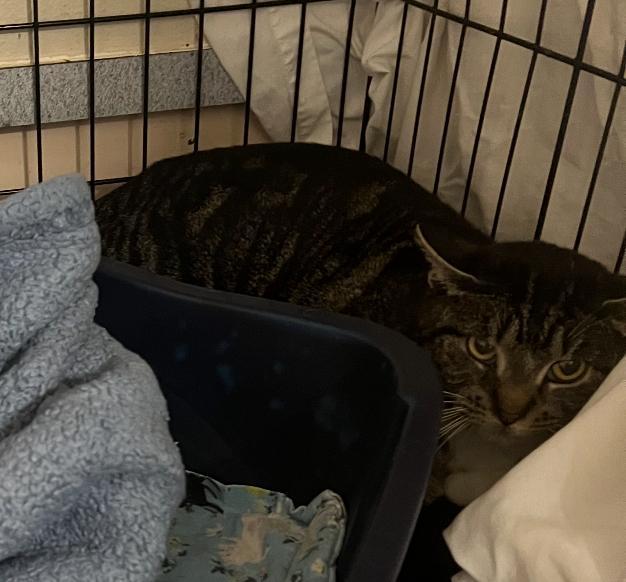 Nova, Adoptable, Adult Female Domestic Short Hair.