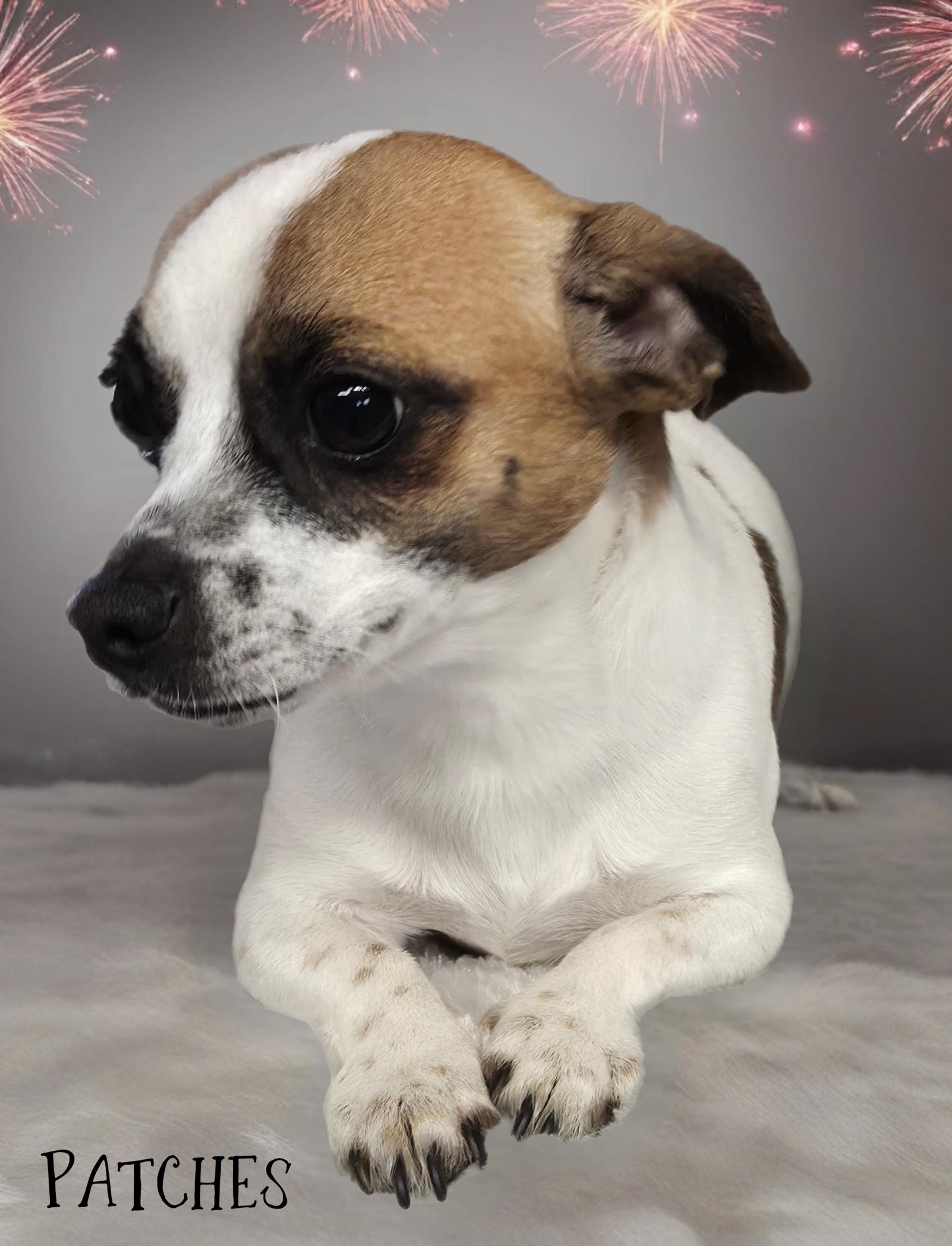 Enlarge Patches, a Adoptable mixed breed in Phelan, CA image 1/1